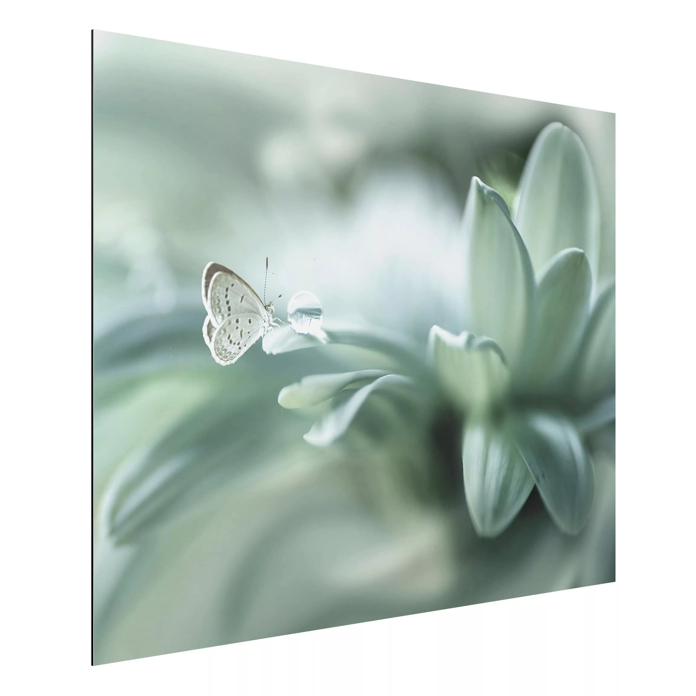 Alu-Dibond Bild Blumen - Querformat 4:3 Schmetterling und Tautropfen in Pas günstig online kaufen