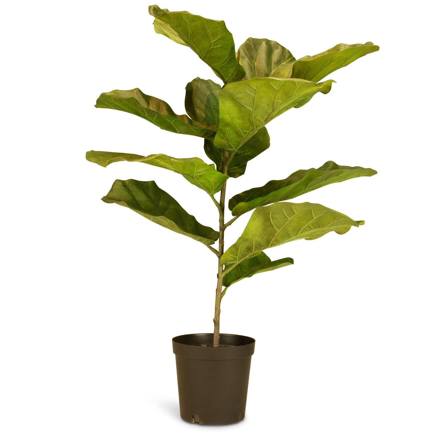 Hochwertige Geigenfeige Ficus Lyrata Kunstpflanze 99 cm günstig online kaufen