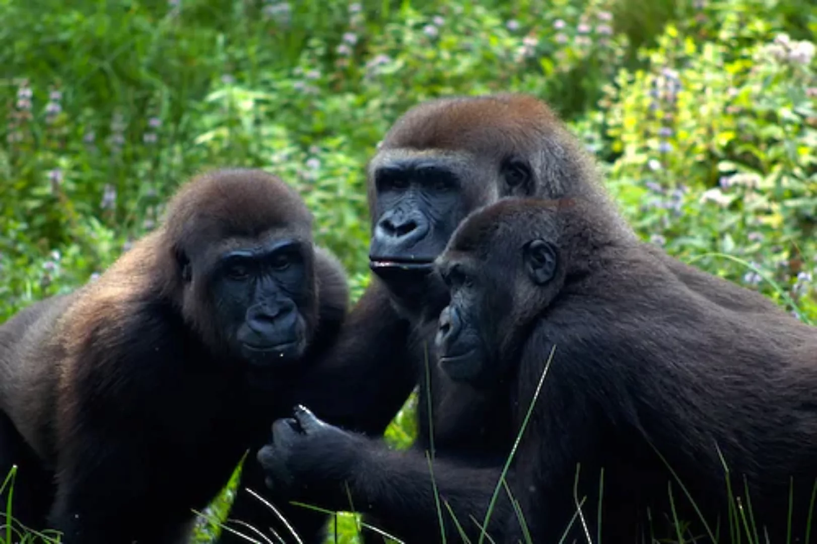 Papermoon Fototapete »Gorilla-Treffen« günstig online kaufen