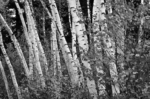 Papermoon Fototapete »Birkenwald Schwarz & Weiß« günstig online kaufen