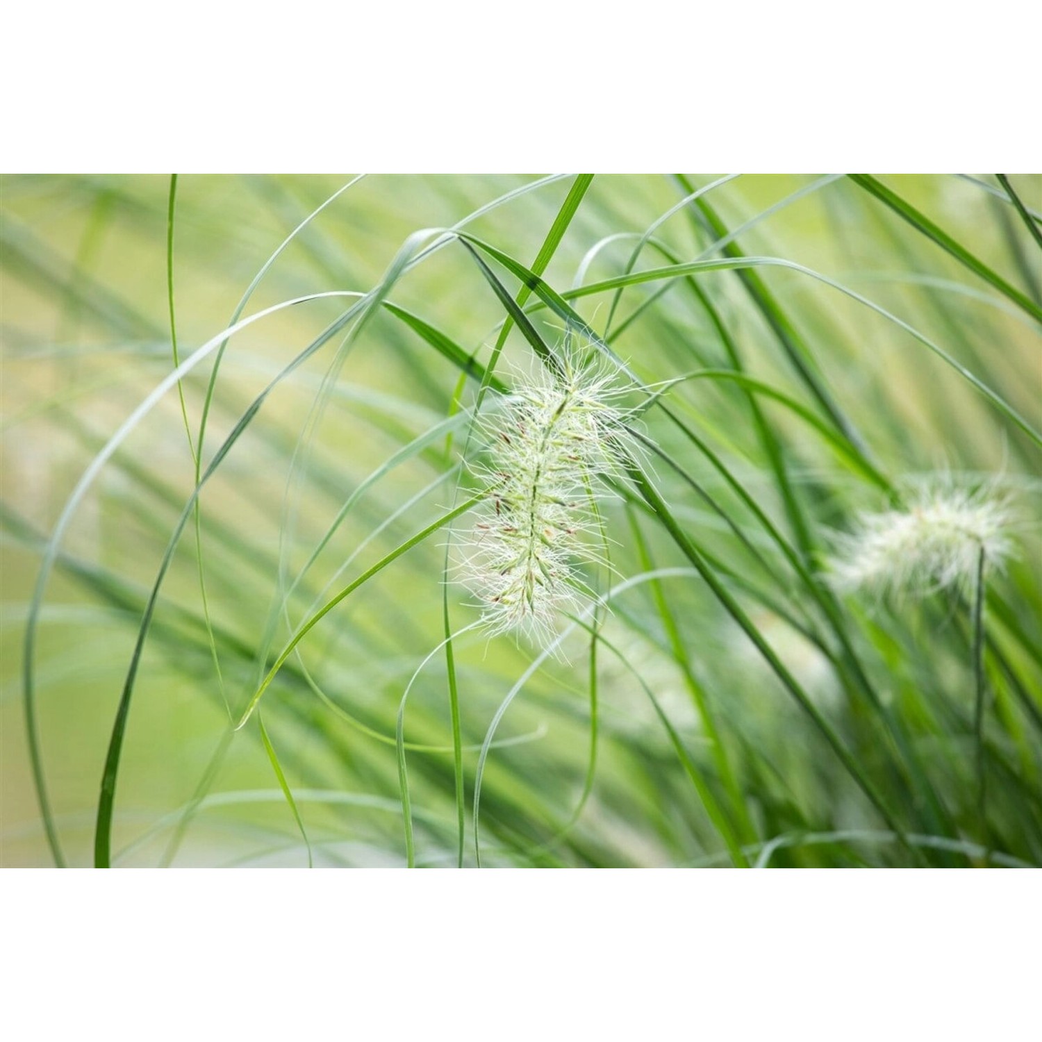 Pennisetum Setaceum Sky Rocket Lampenputzergras 3-5 Liter Container günstig online kaufen
