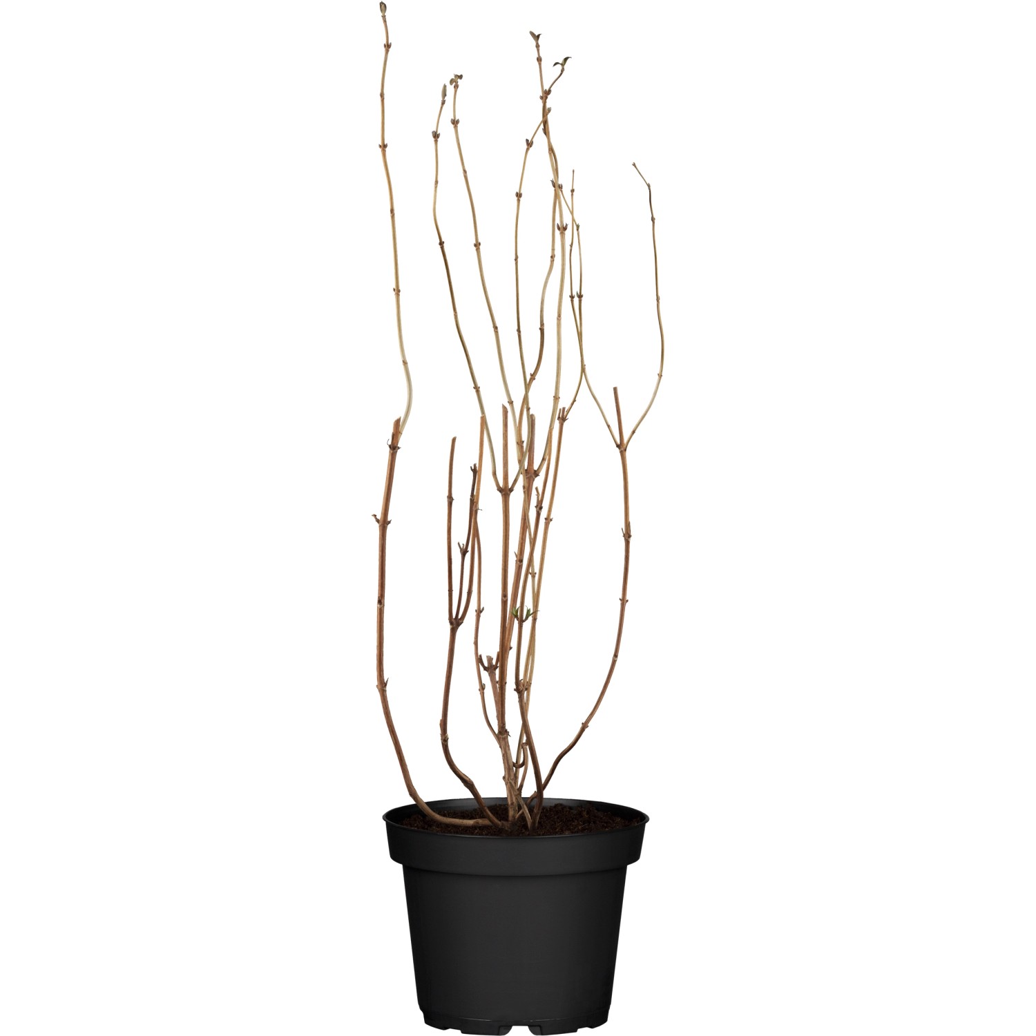 OBI Sternchenstrauch Strawberry Fields Rosa Höhe ca. 80-100 cm Topf ca. 9,5 günstig online kaufen