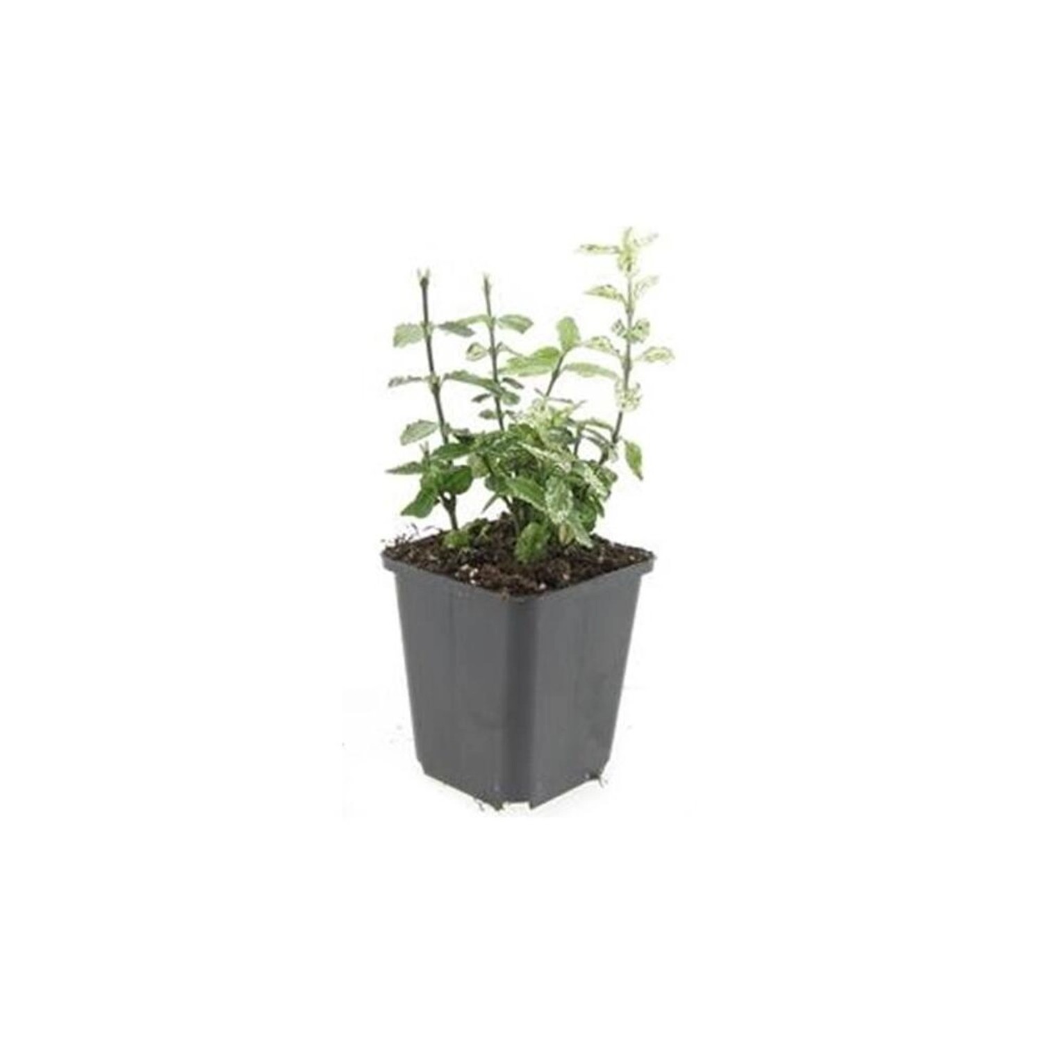 Exotenherz Bodendecker Kriechspindel Euonymus Fortunei Harlequin 9cm Topf S günstig online kaufen