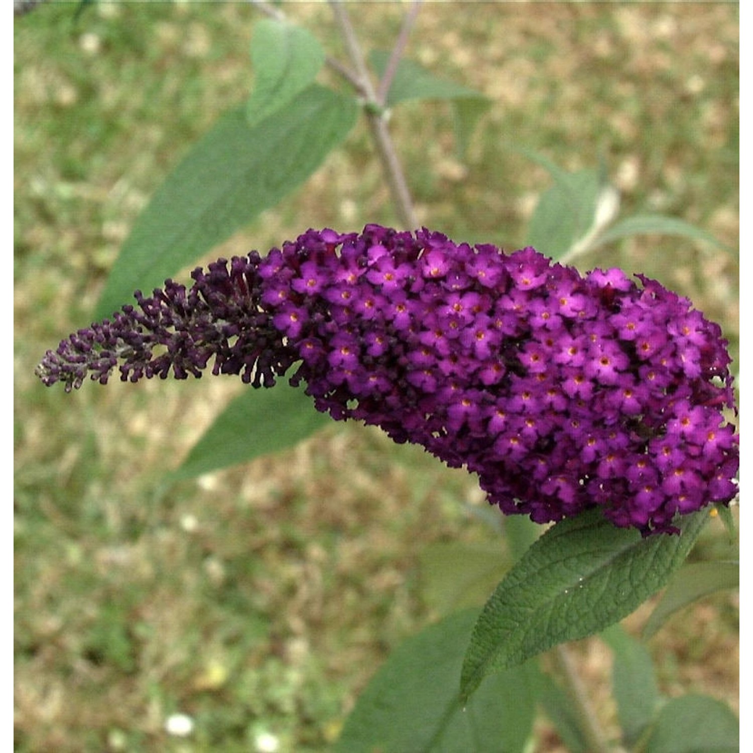 Schmetterlingsstrauch Buzz Wine 30-40cm - Buddleja günstig online kaufen