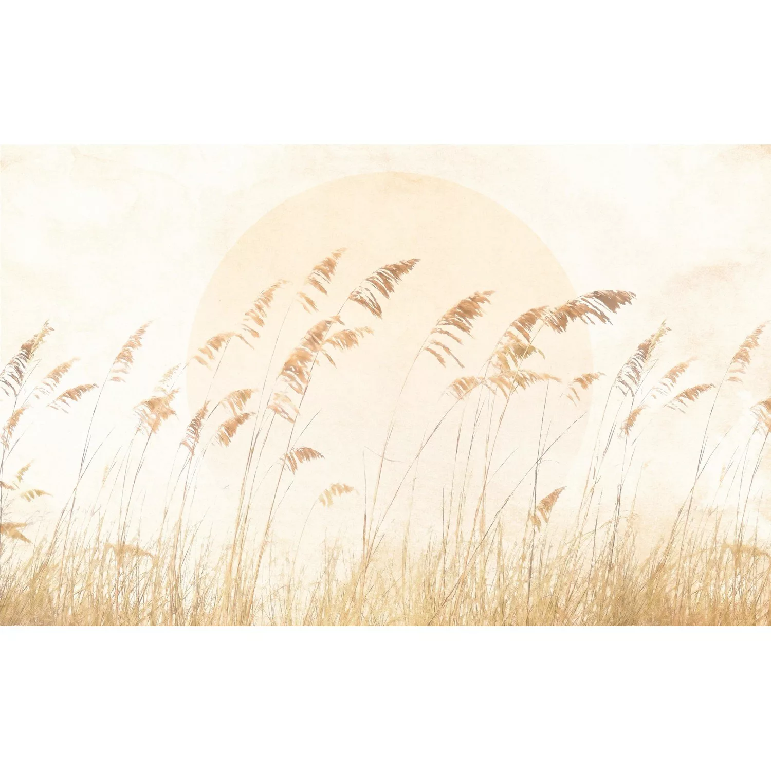 KOMAR Vlies Fototapete - Dune Grass - Größe 400 x 250 cm mehrfarbig günstig online kaufen