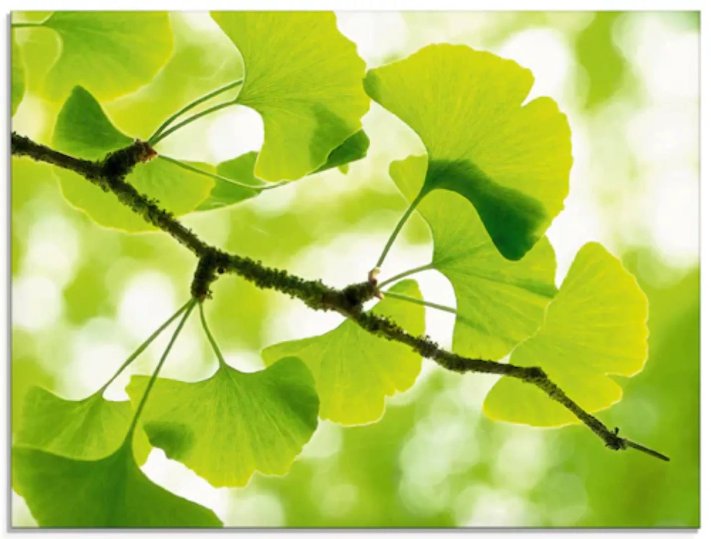 Artland Glasbild "Ginkgo", Blätter, (1 St.), in verschiedenen Größen günstig online kaufen