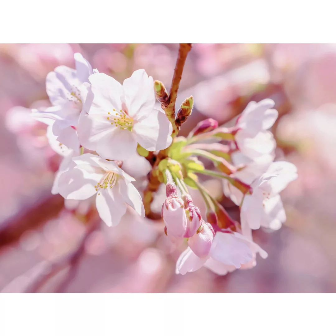 KOMAR Vlies Fototapete - Pink Blossom - Größe 248 x 184 cm mehrfarbig günstig online kaufen