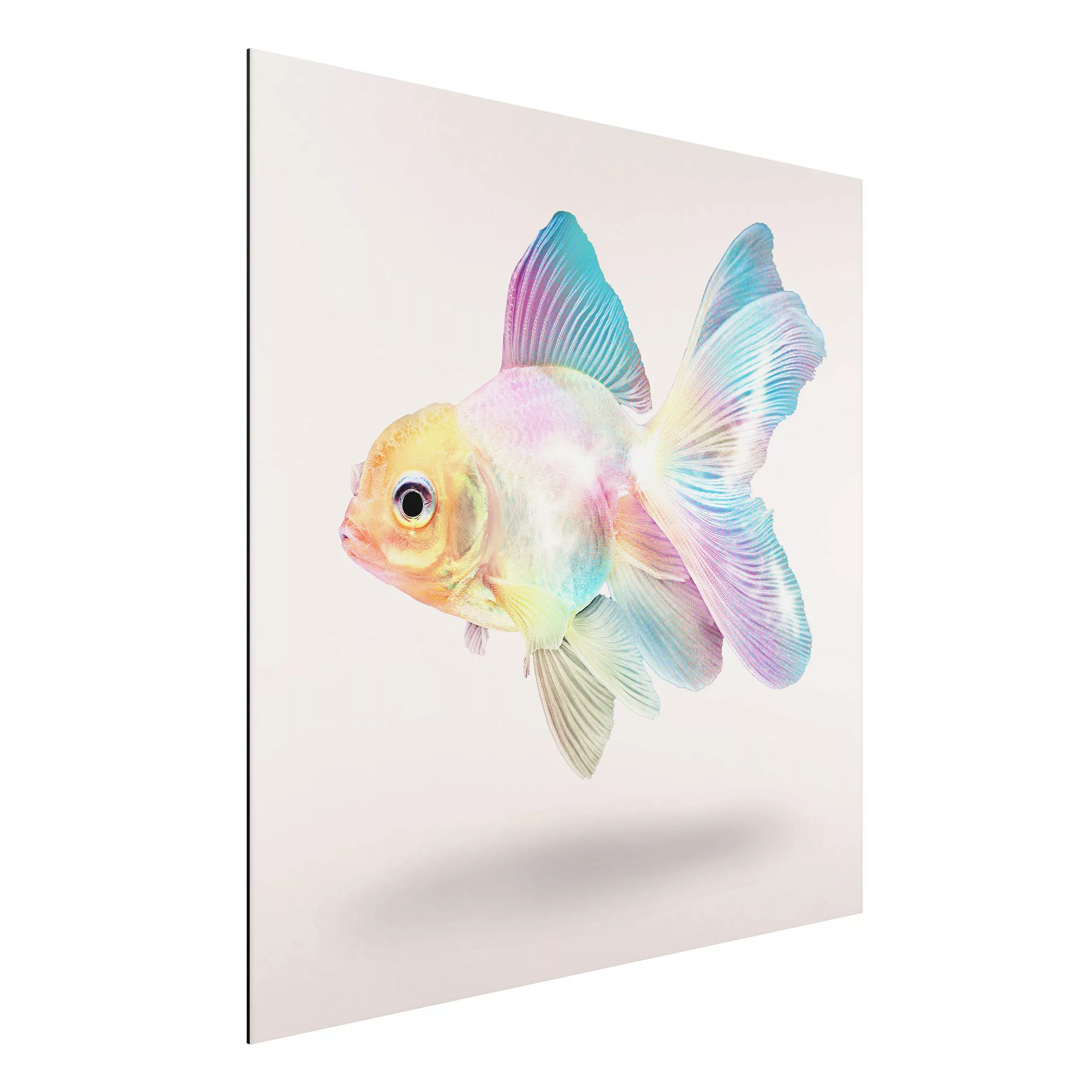 Alu-Dibond Bild Kunstdruck - Quadrat Fisch in Pastell günstig online kaufen