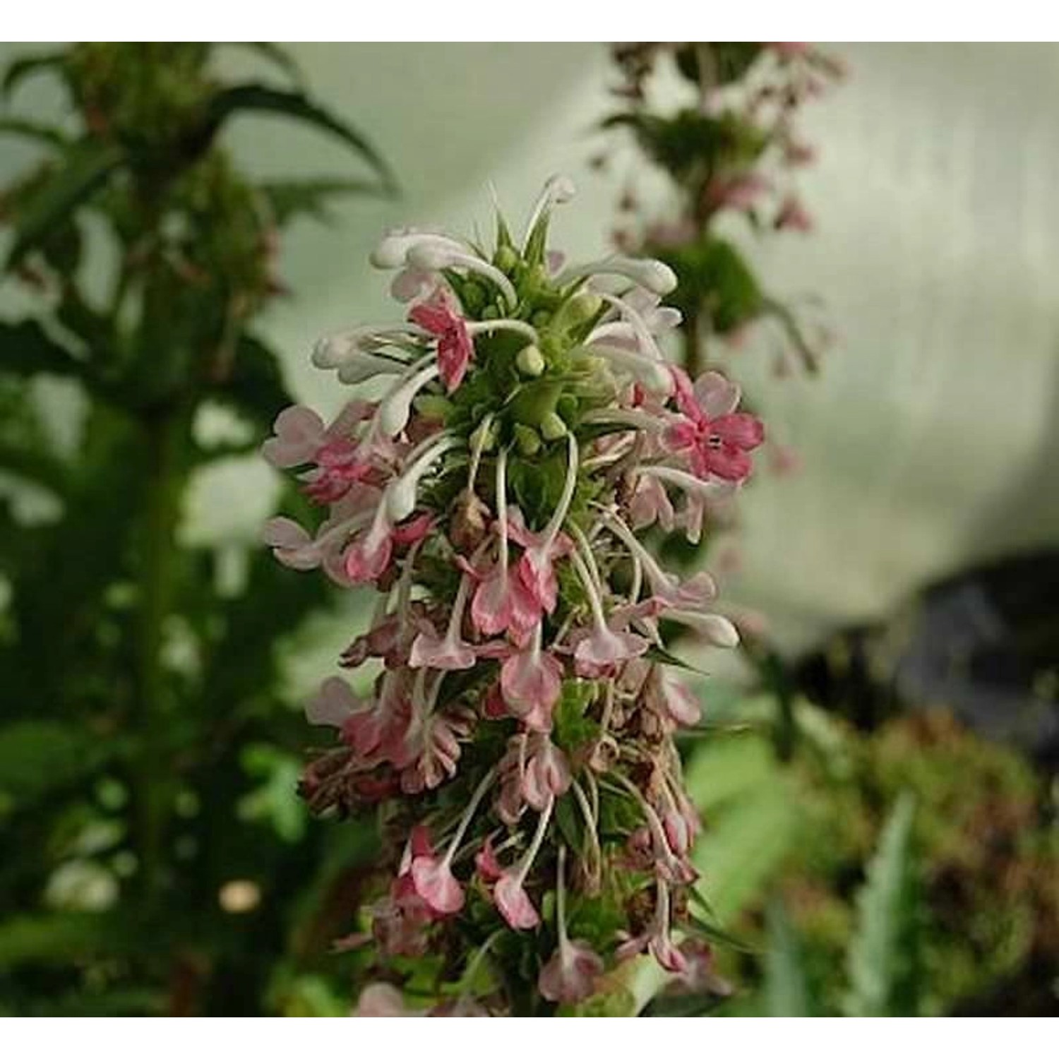 Steppendistel - Morina longifolia günstig online kaufen