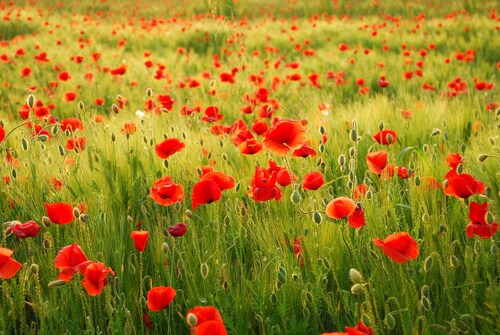 Papermoon Fototapete »Field of Poppies« günstig online kaufen