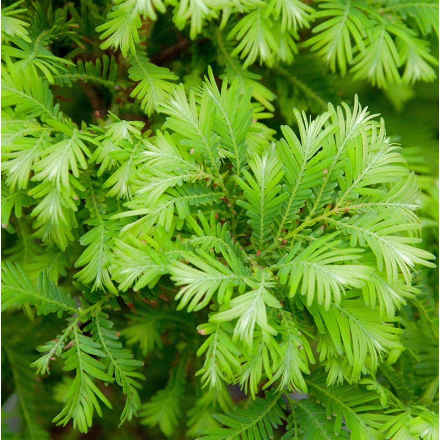 Urweltmammutbaum Chubby 40-60cm - Metasequoia glyptostroboides günstig online kaufen