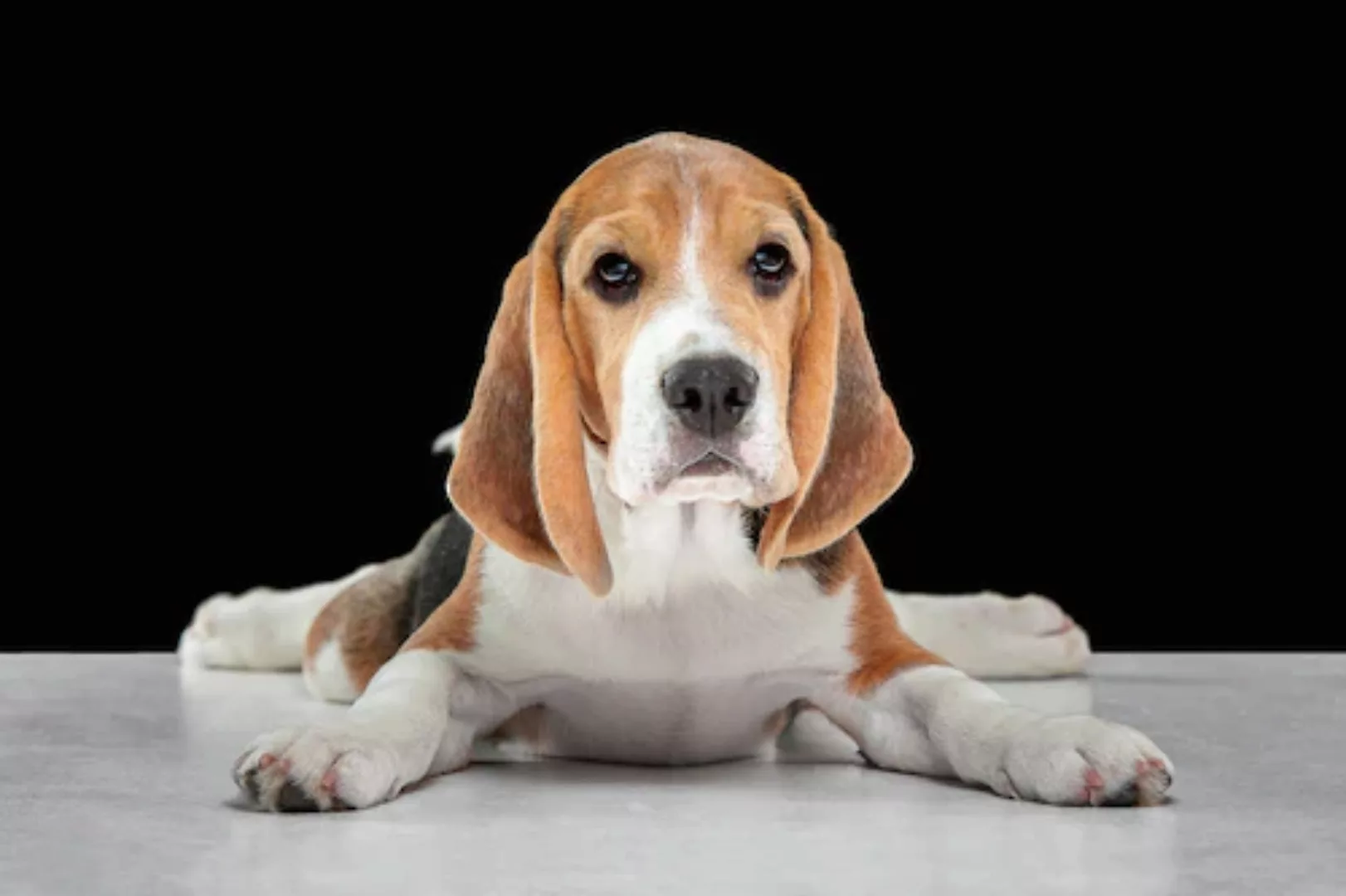 Papermoon Fototapete »Hund« günstig online kaufen