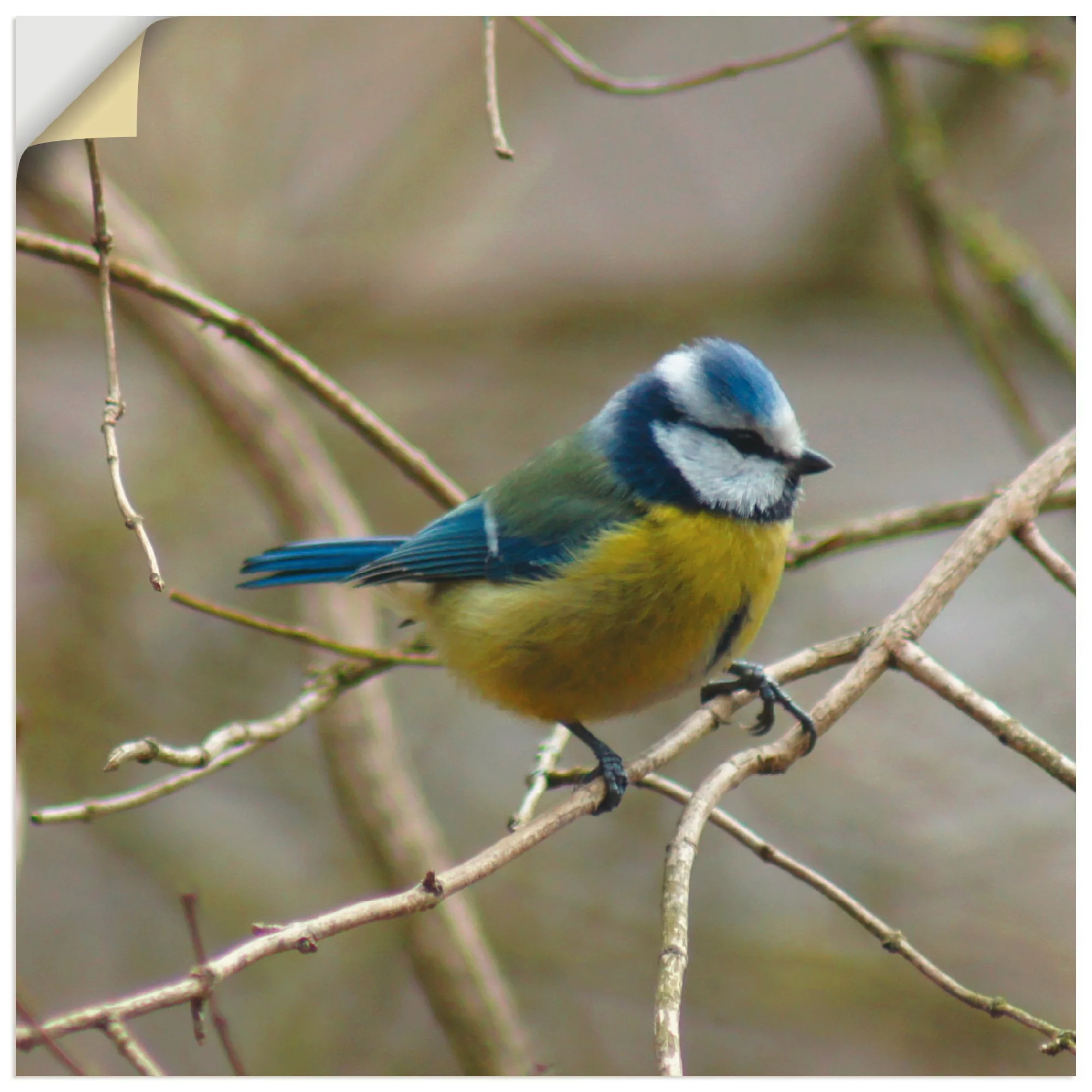 Artland Wandbild "Blaumeise", Vögel, (1 St.), als Leinwandbild, Wandaufkleb günstig online kaufen
