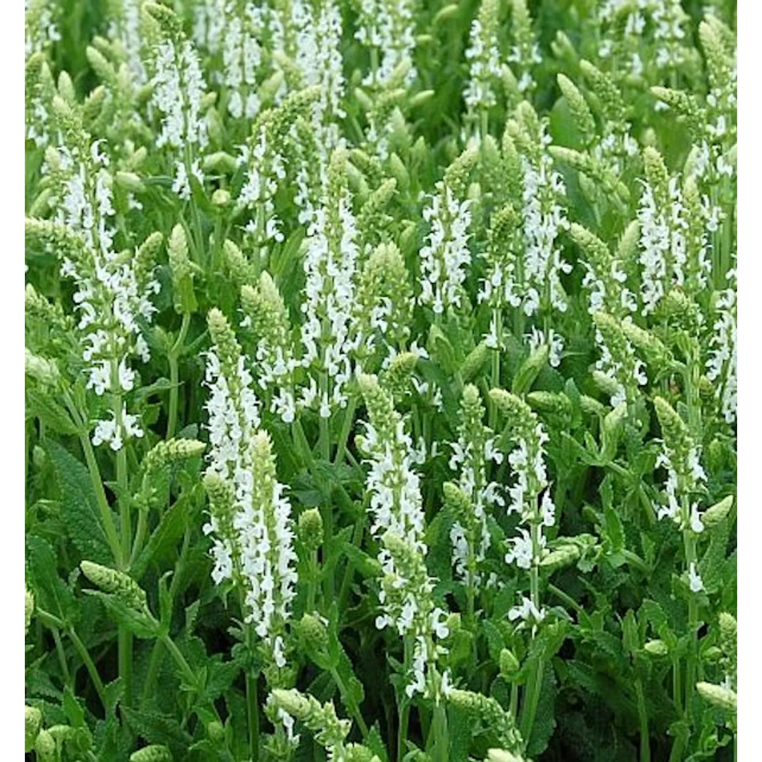 Salbei Adrian - Salvia nemorosa günstig online kaufen