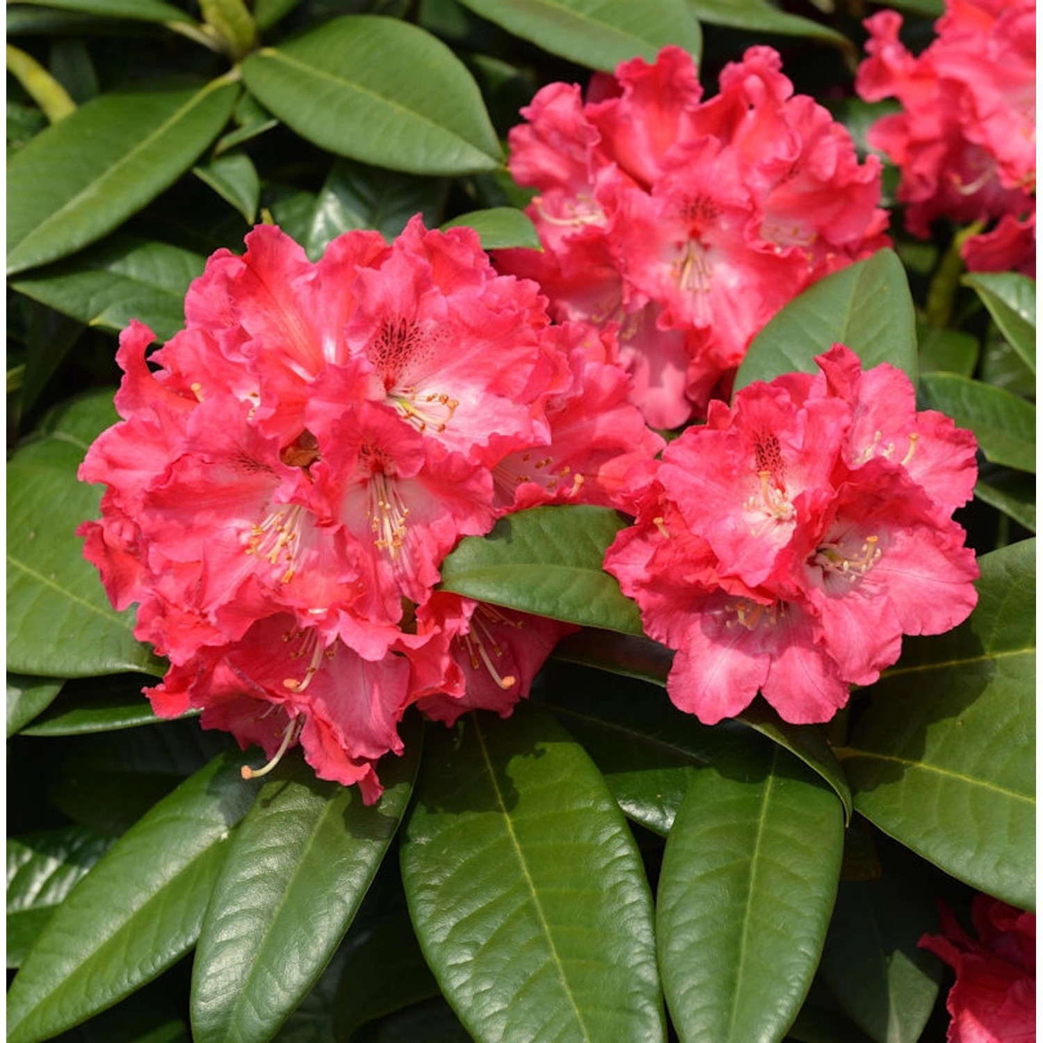 INKARHO - Großblumige Rhododendron Nofretete 40-50cm - Alpenrose günstig online kaufen