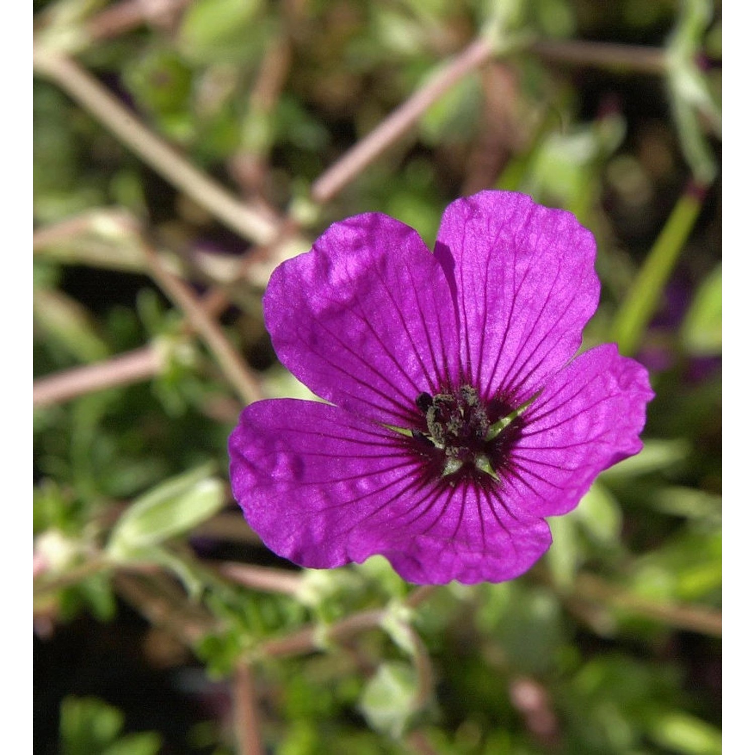 Storchenschnabel Giuseppii - Geranium cinereum günstig online kaufen