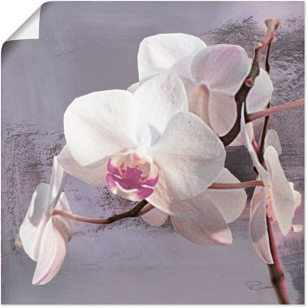 Artland Wandbild "Orchideen vor Violett I", Blumen, (1 St.), als Alubild, O günstig online kaufen