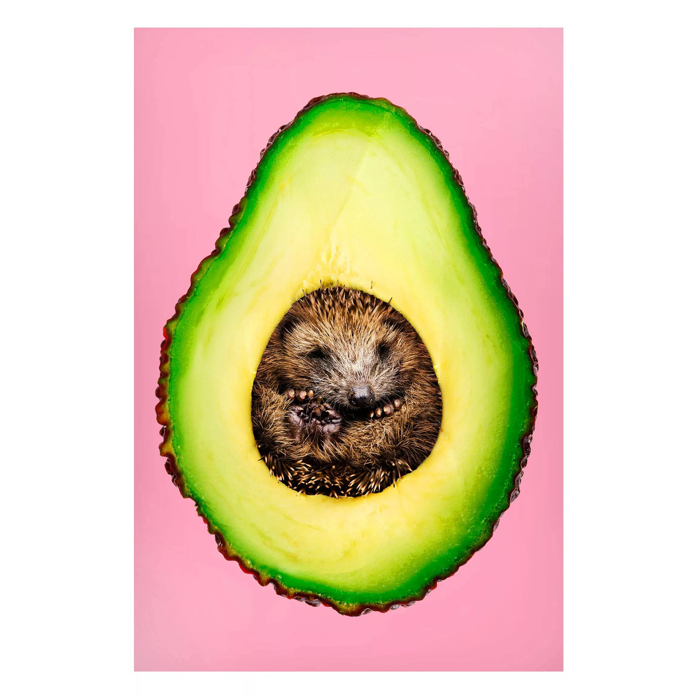 Magnettafel Küche - Hochformat 2:3 Avocado mit Igel günstig online kaufen