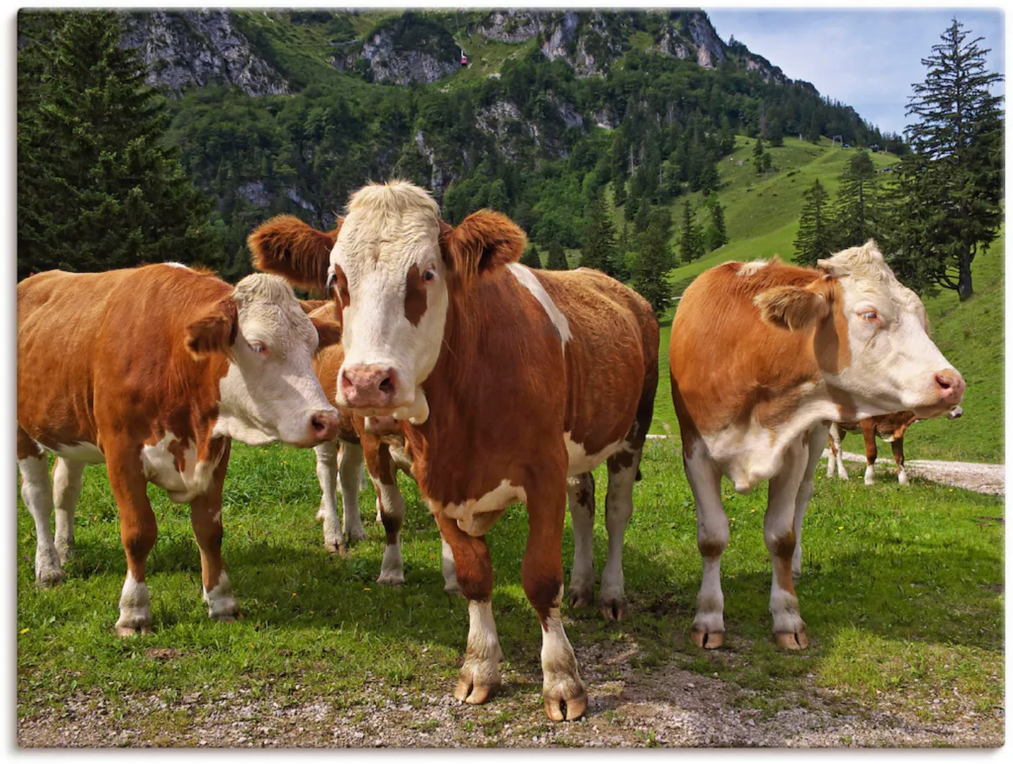 Artland Leinwandbild »Bayerische Kühe«, Haustiere, (1 St.), auf Keilrahmen günstig online kaufen