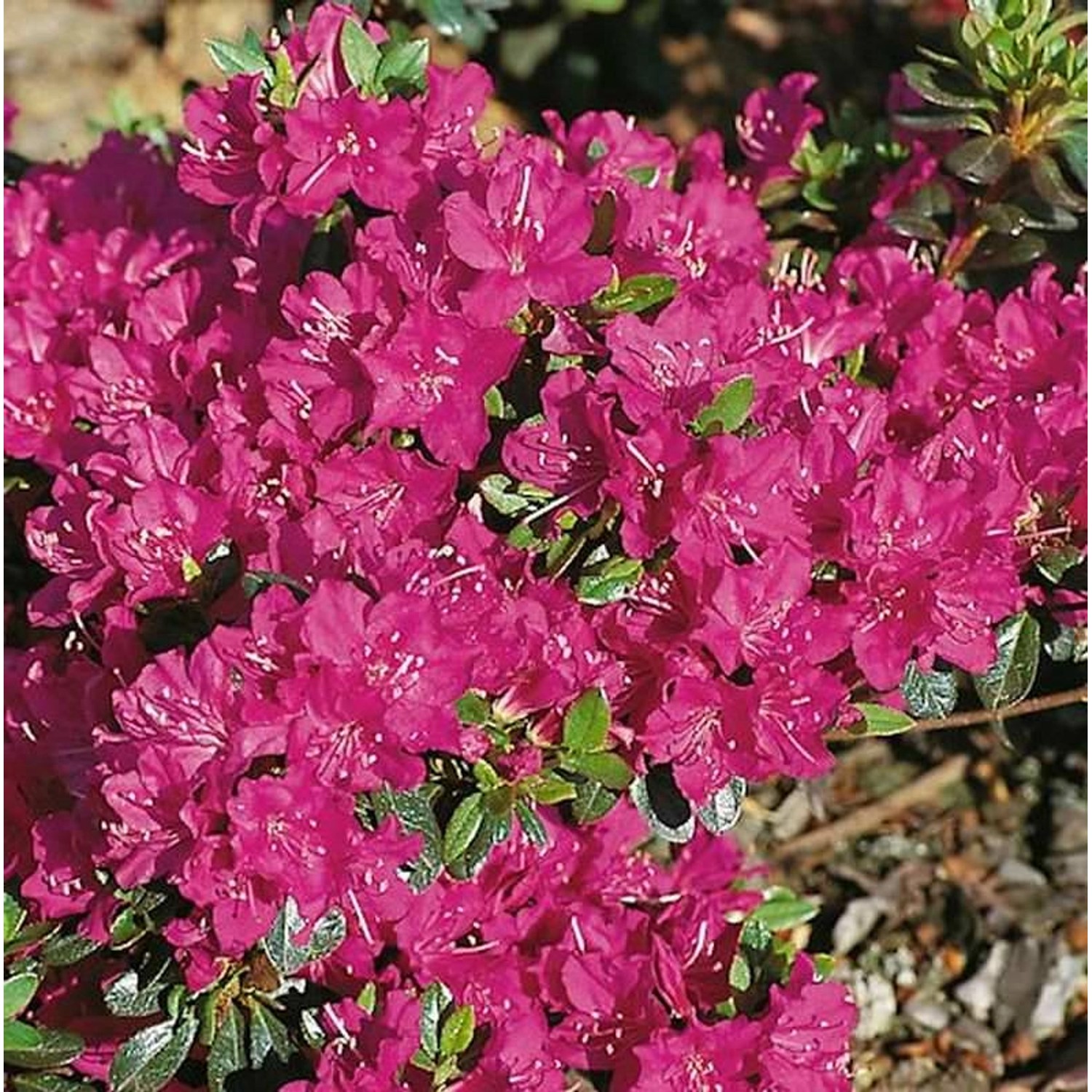 Japanische Azalee Purpurtraum 20-25cm - Rhododendron obtusum - Zwerg Alpenr günstig online kaufen