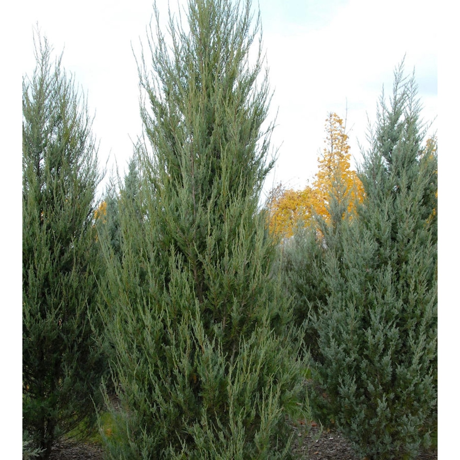 Raketenwacholder Skyrocket 40-60cm - Juniperus scopulorum günstig online kaufen