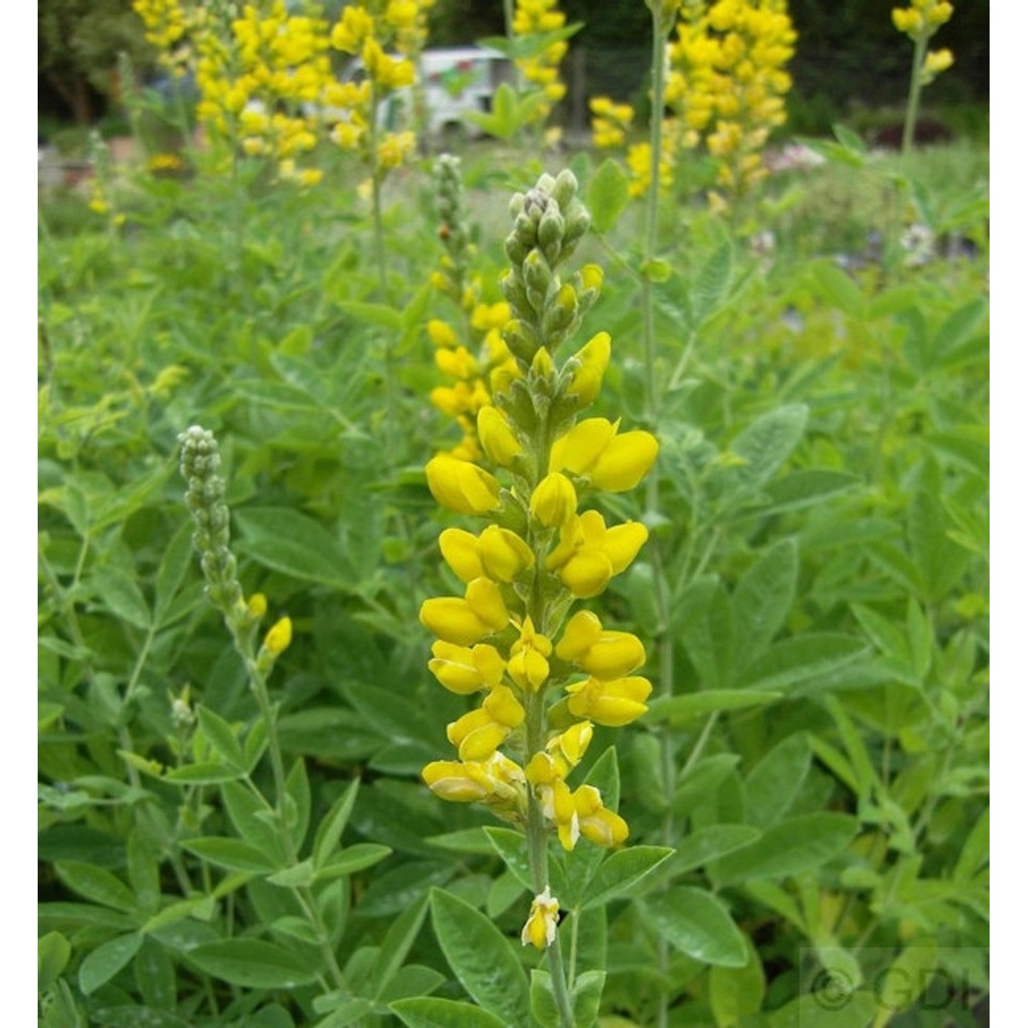 Zottige Fuchsbohne - Thermopsis villosa günstig online kaufen