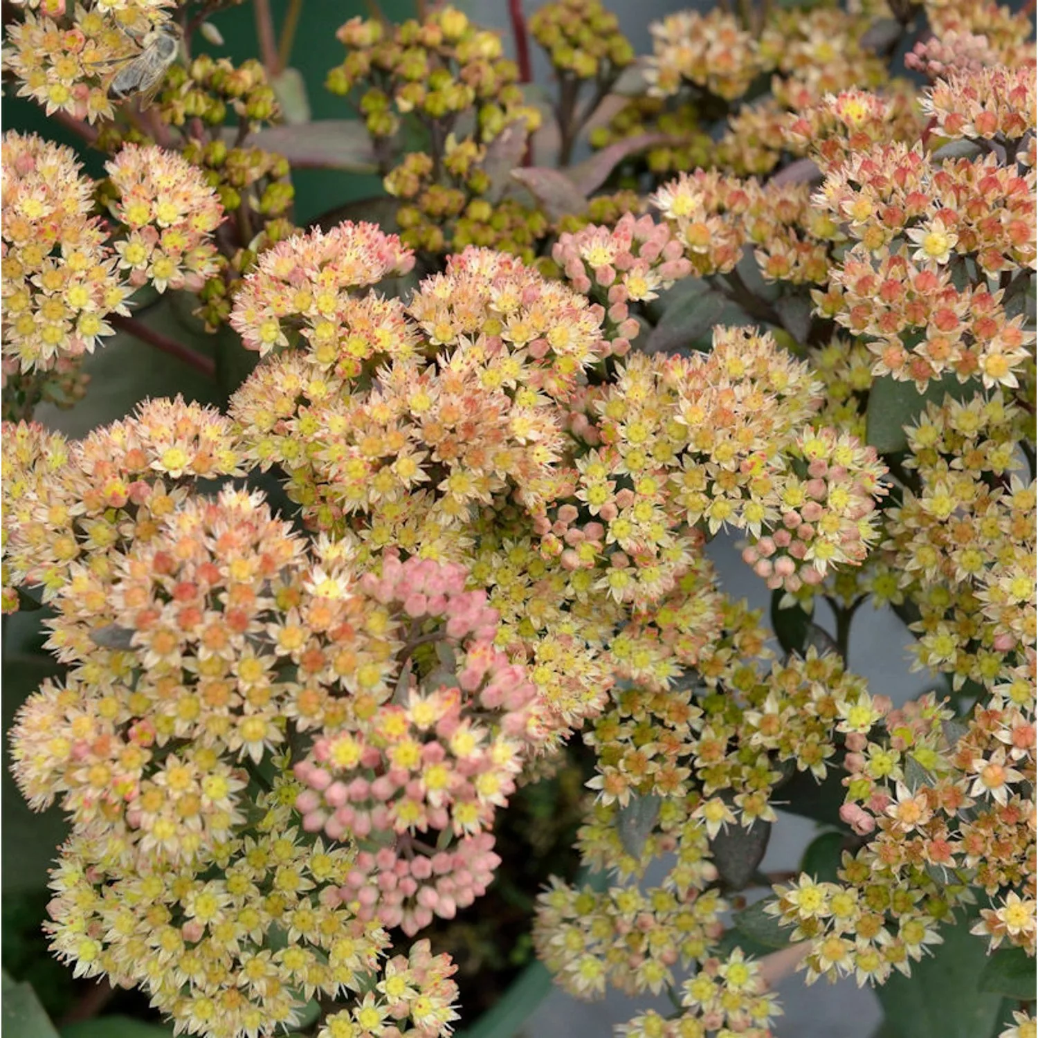 Große Fetthenne Yellow Xenox - Sedum telephium günstig online kaufen