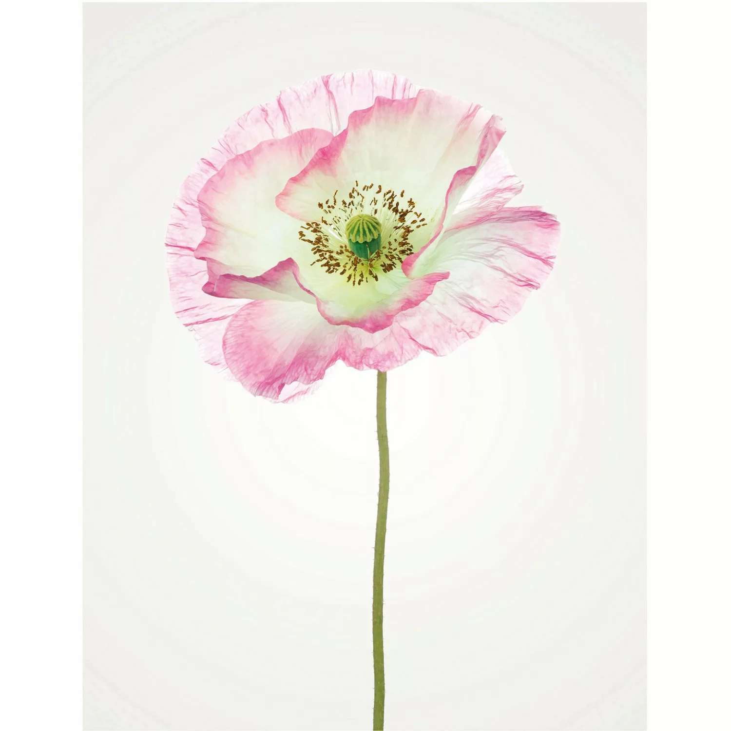 Komar Poster "Poppy", Blumen, (1 St.), Kinderzimmer, Schlafzimmer, Wohnzimm günstig online kaufen