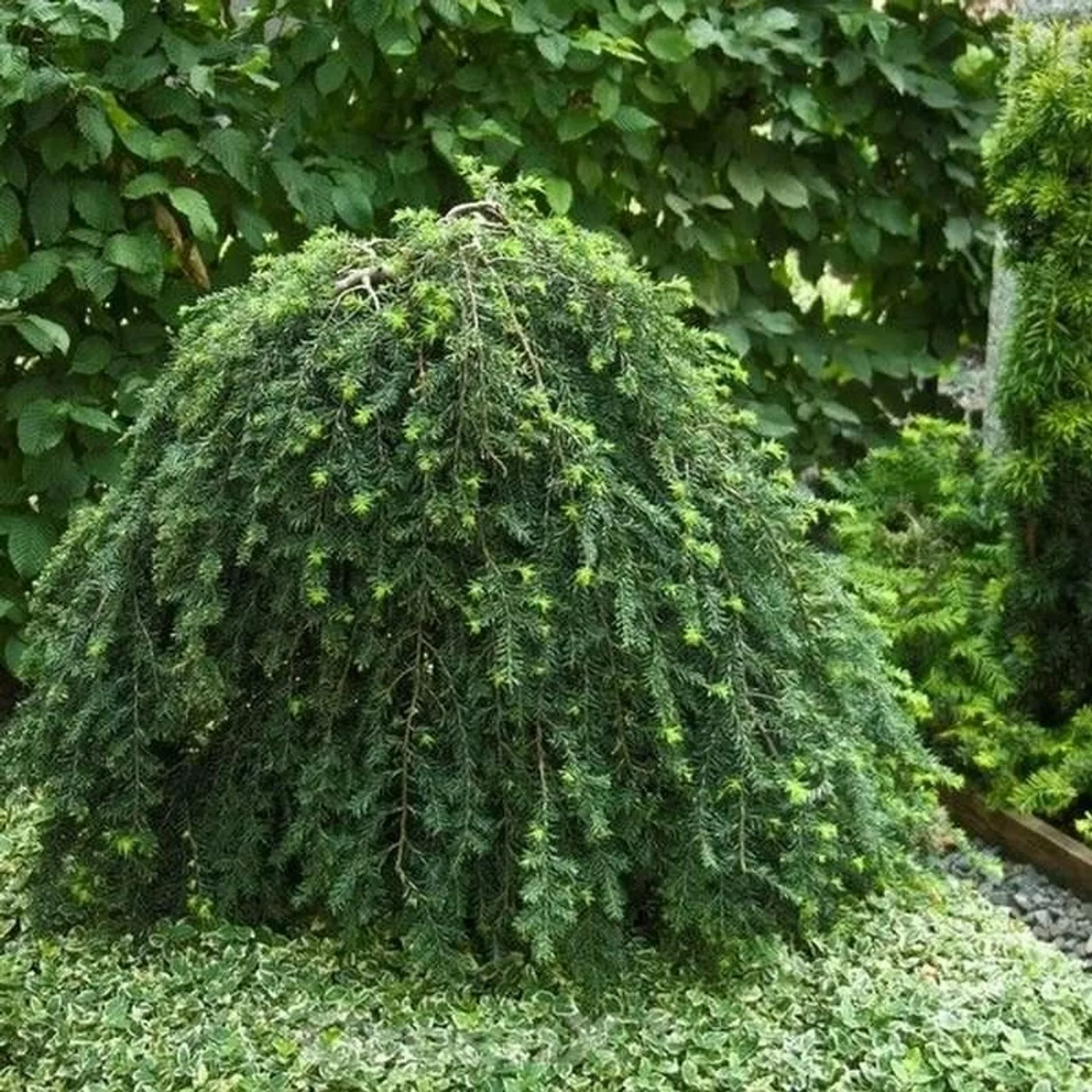Hängende Kanadische Hemlocktanne 60-80cm - Tsuga canadensis günstig online kaufen