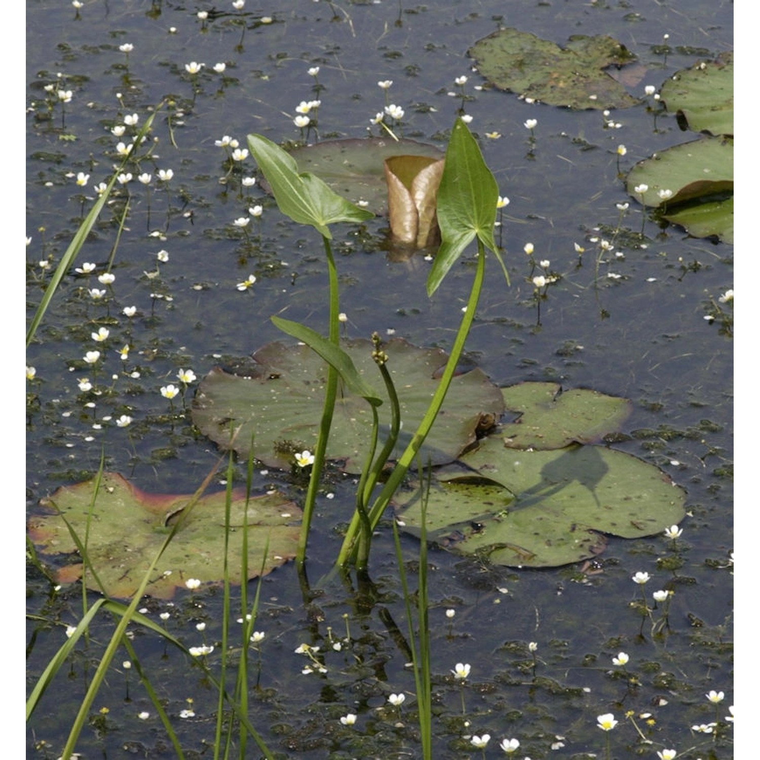 Grasblättriges Pfeilkraut - Sagittaria graminea günstig online kaufen