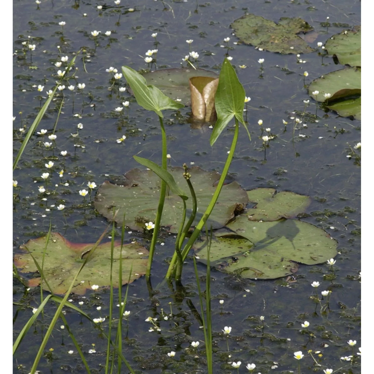 Grasblättriges Pfeilkraut - Sagittaria graminea günstig online kaufen