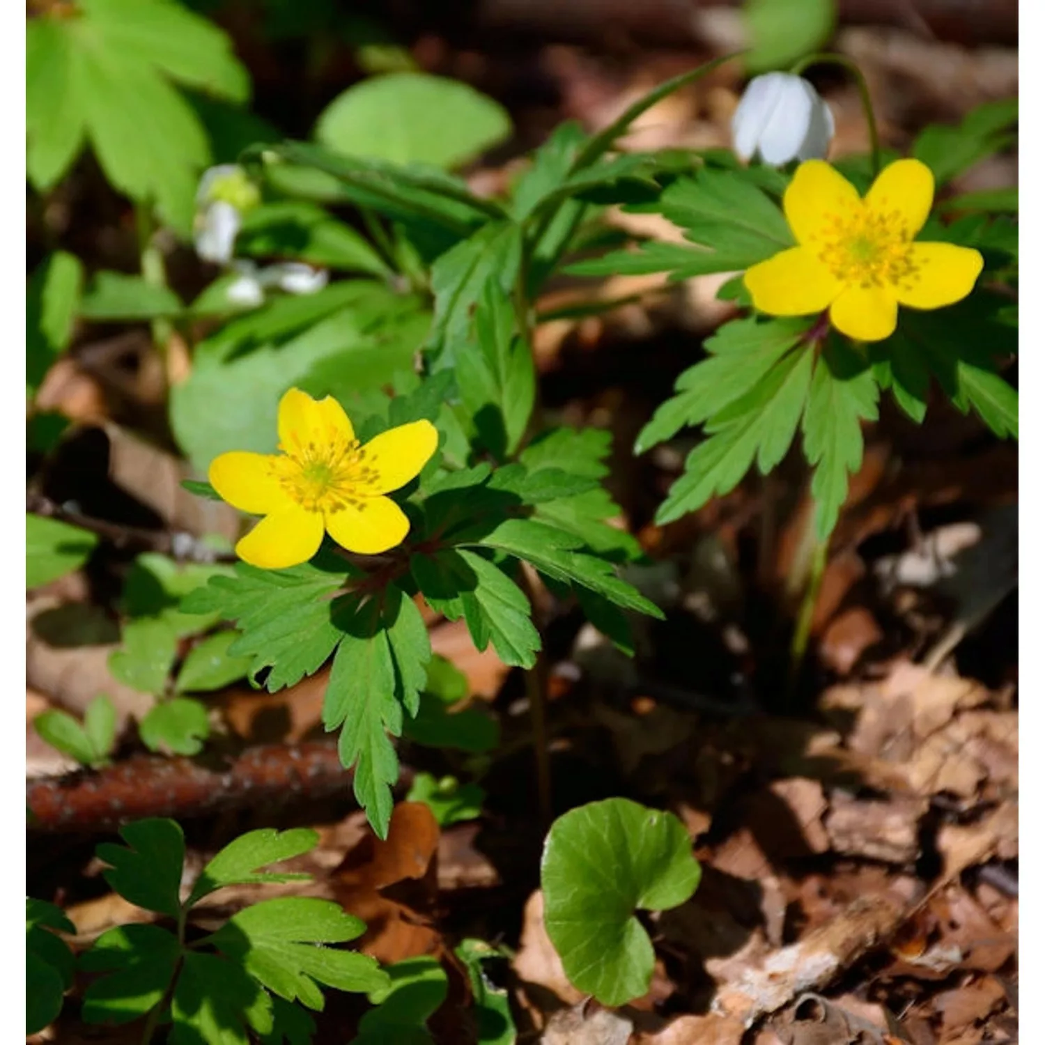 Gelbes Buschwindröschen - Anemone ranunculoides günstig online kaufen