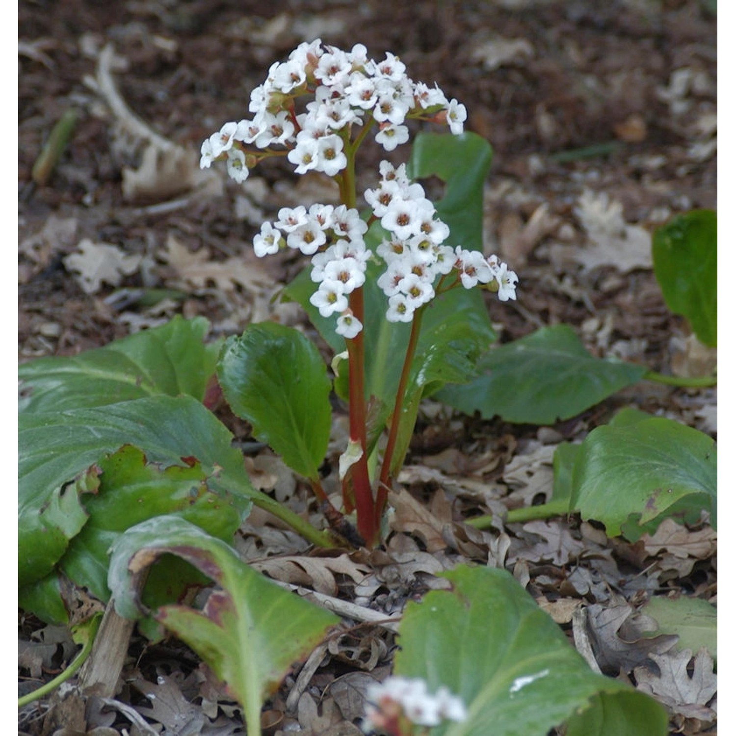 Bergenie Jelle - Bergenia cordifolia günstig online kaufen