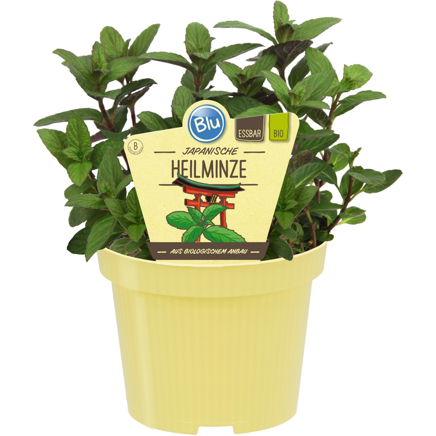 Blu Japanische Heilminze Topf-Ø ca. 12 cm günstig online kaufen
