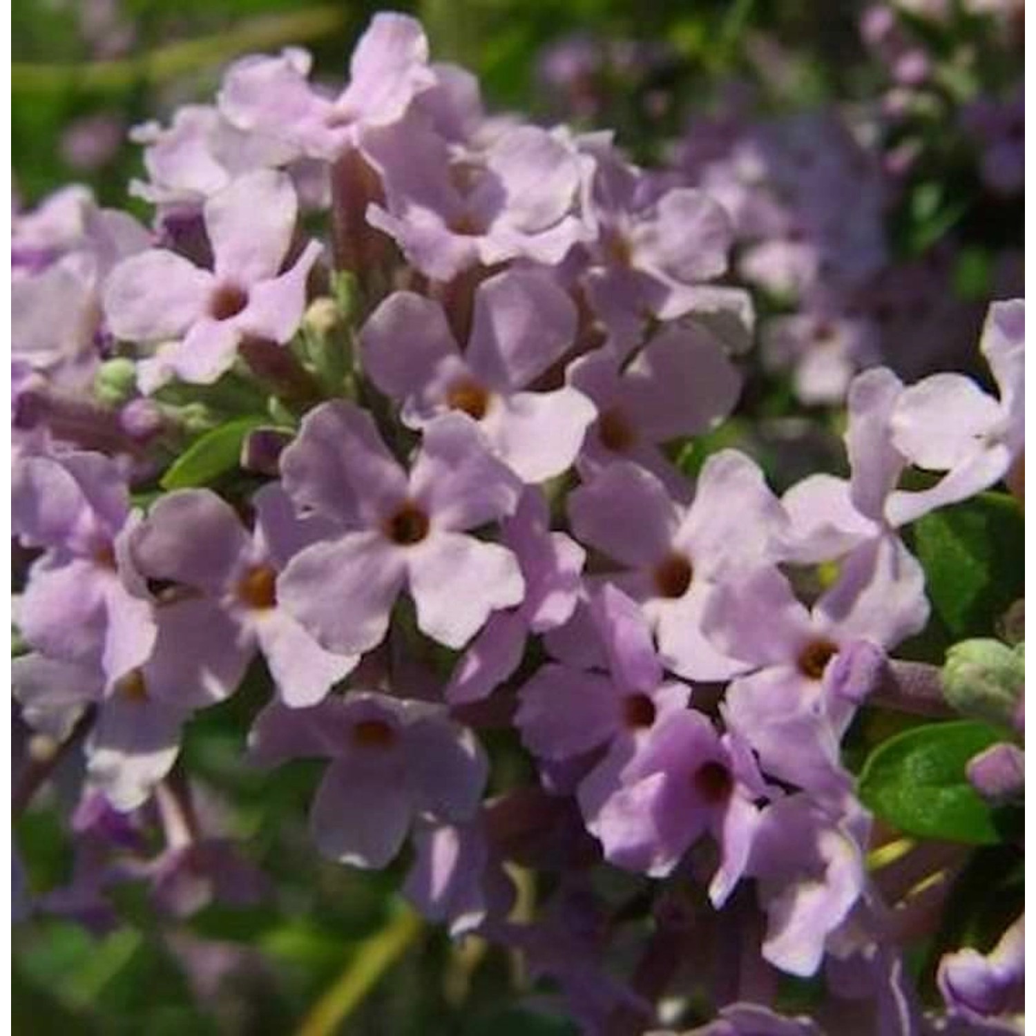 Sommerflieder 80-100cm - Buddleja alternifolia günstig online kaufen