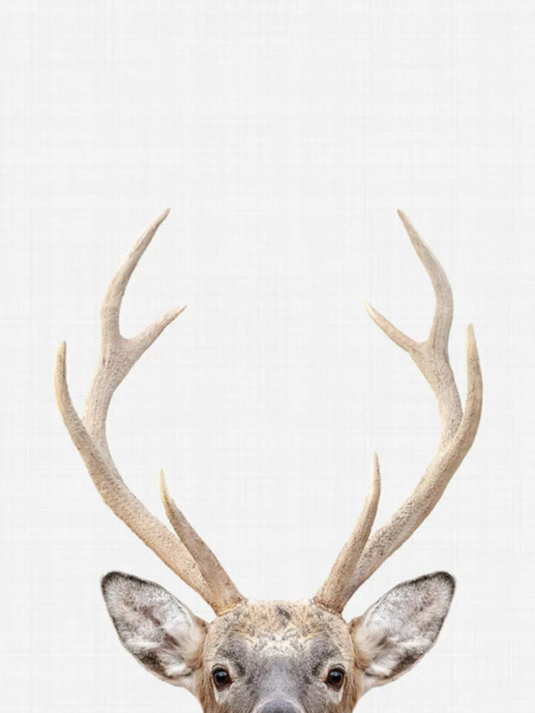 Poster / Leinwandbild - Deer günstig online kaufen