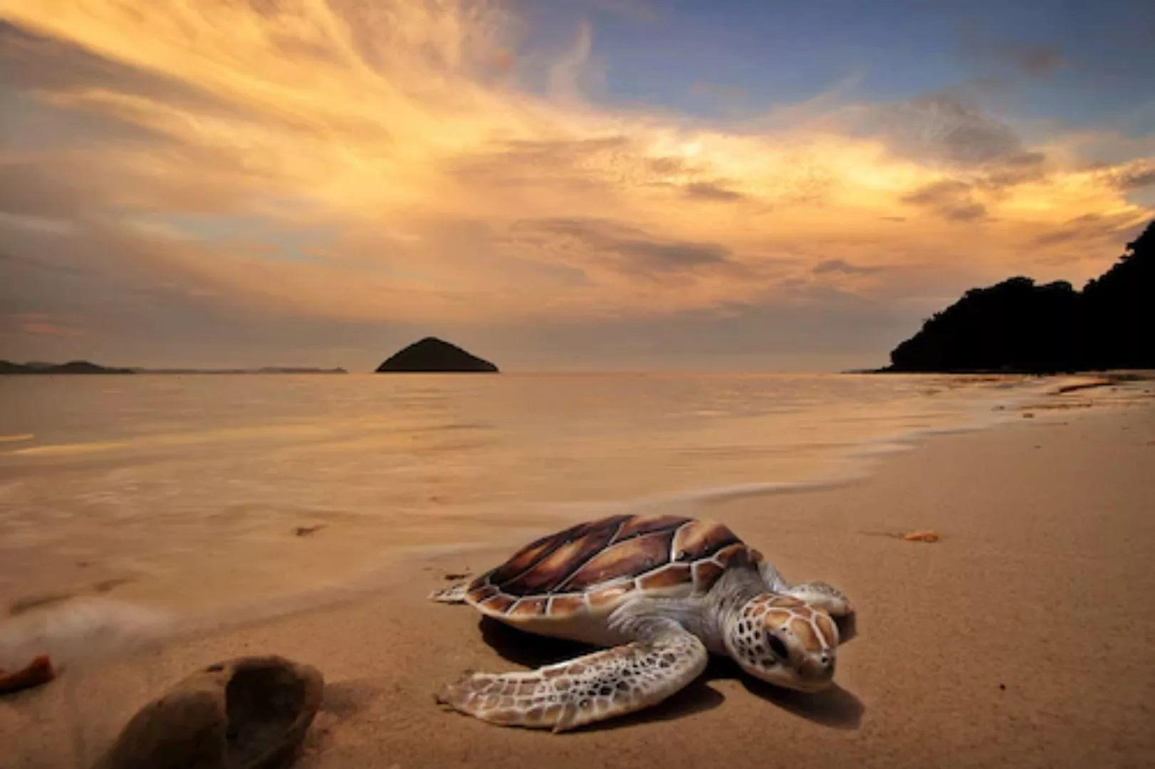 Papermoon Fototapete »Schildkröte am Strand« günstig online kaufen