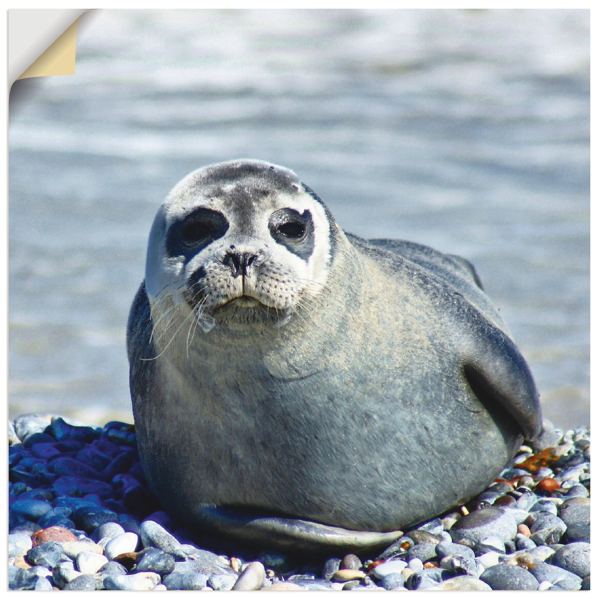 Artland Wandbild »Robbe am Strand von Helgoland«, Wassertiere, (1 St.), als günstig online kaufen