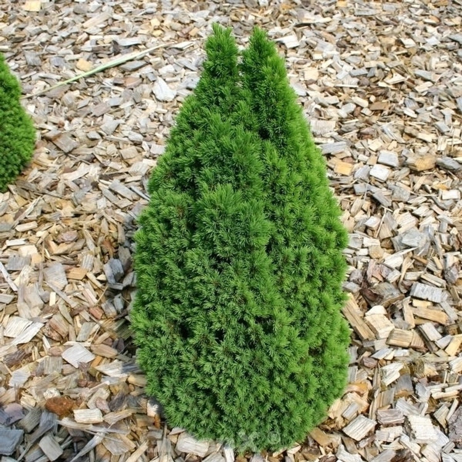 Zwerg Zuckerhutfichte Laurin 20-25cm - Picea glauca günstig online kaufen