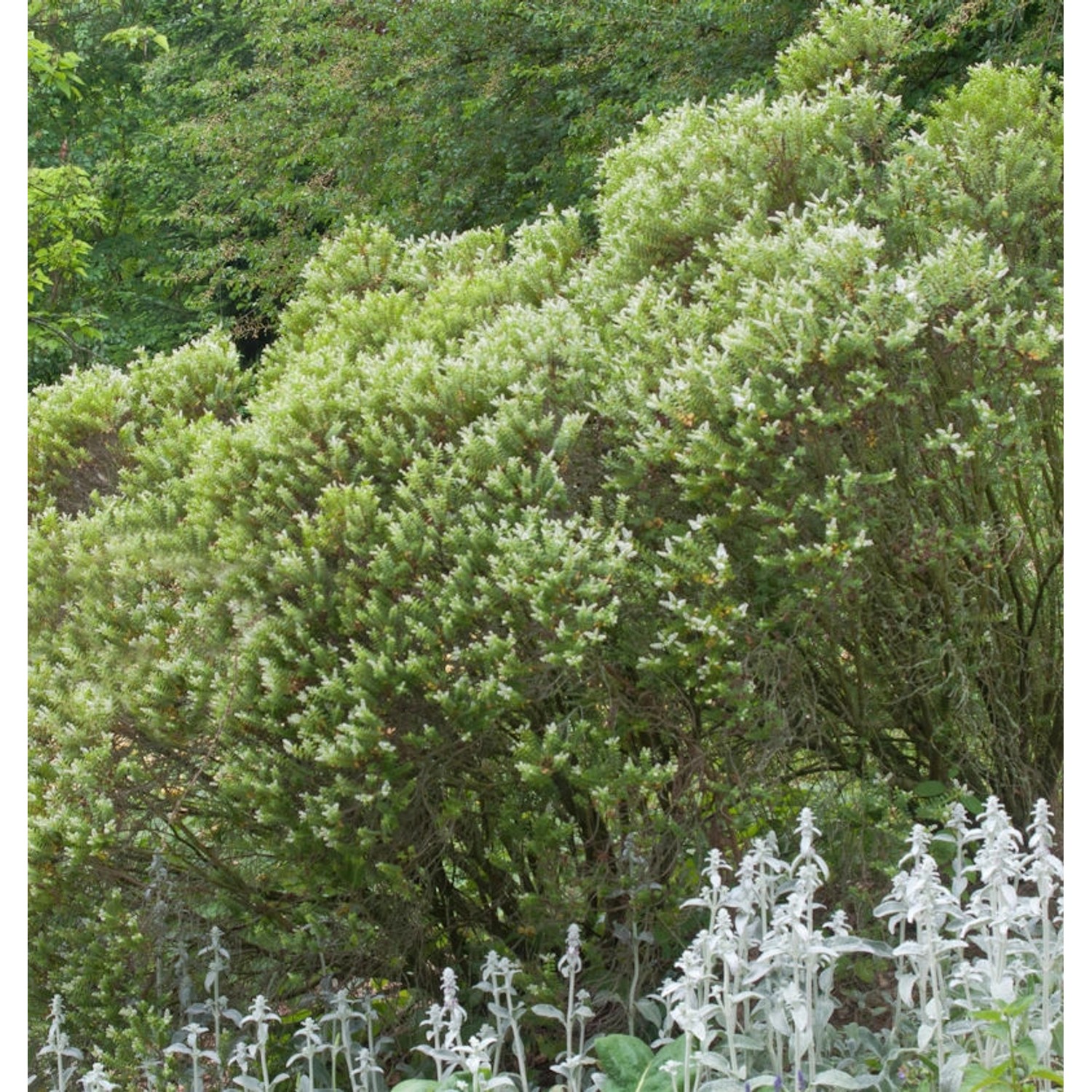 10x Buchsblättrige Strauchveronika - Hebe buxifolia günstig online kaufen