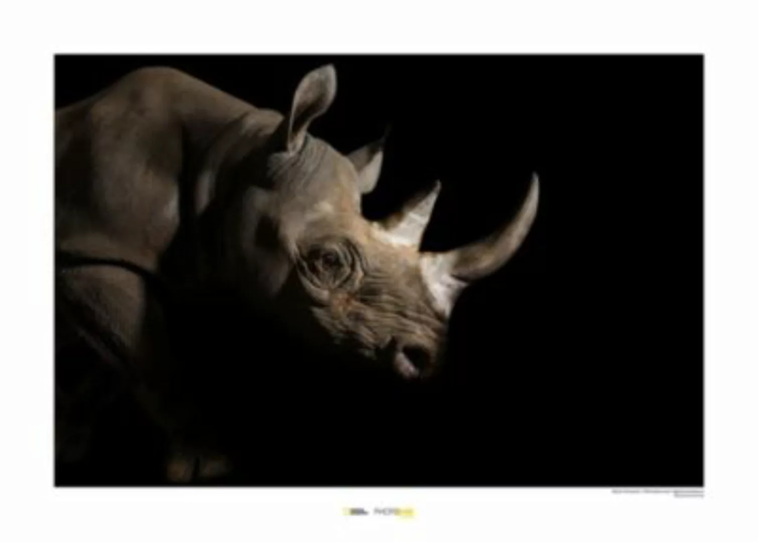 KOMAR Wandbild - Black Rhinoceros - Größe: 70 x 50 cm mehrfarbig Gr. one si günstig online kaufen
