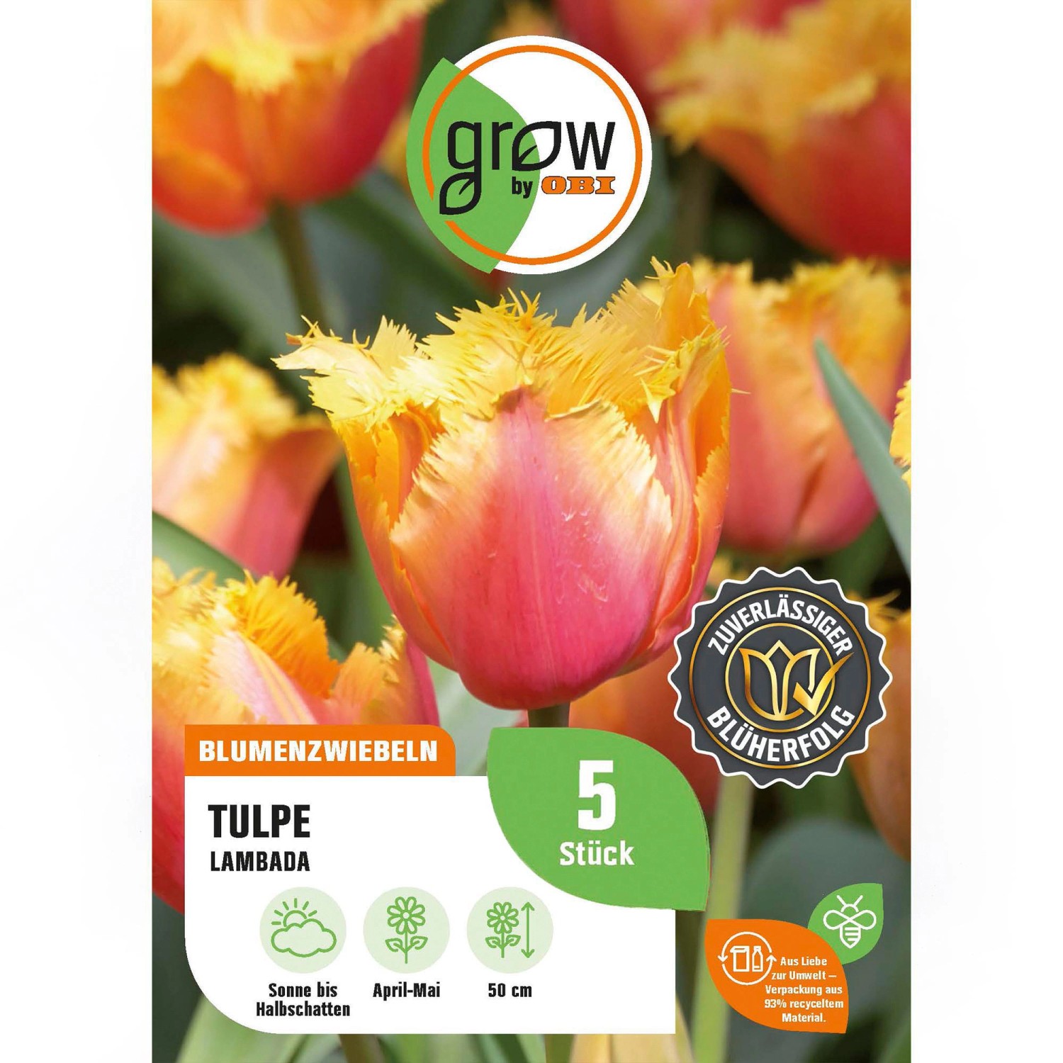 GROW by OBI Tulpe Lambada Orange 5 Stück Tulipa fringed Lambada günstig online kaufen