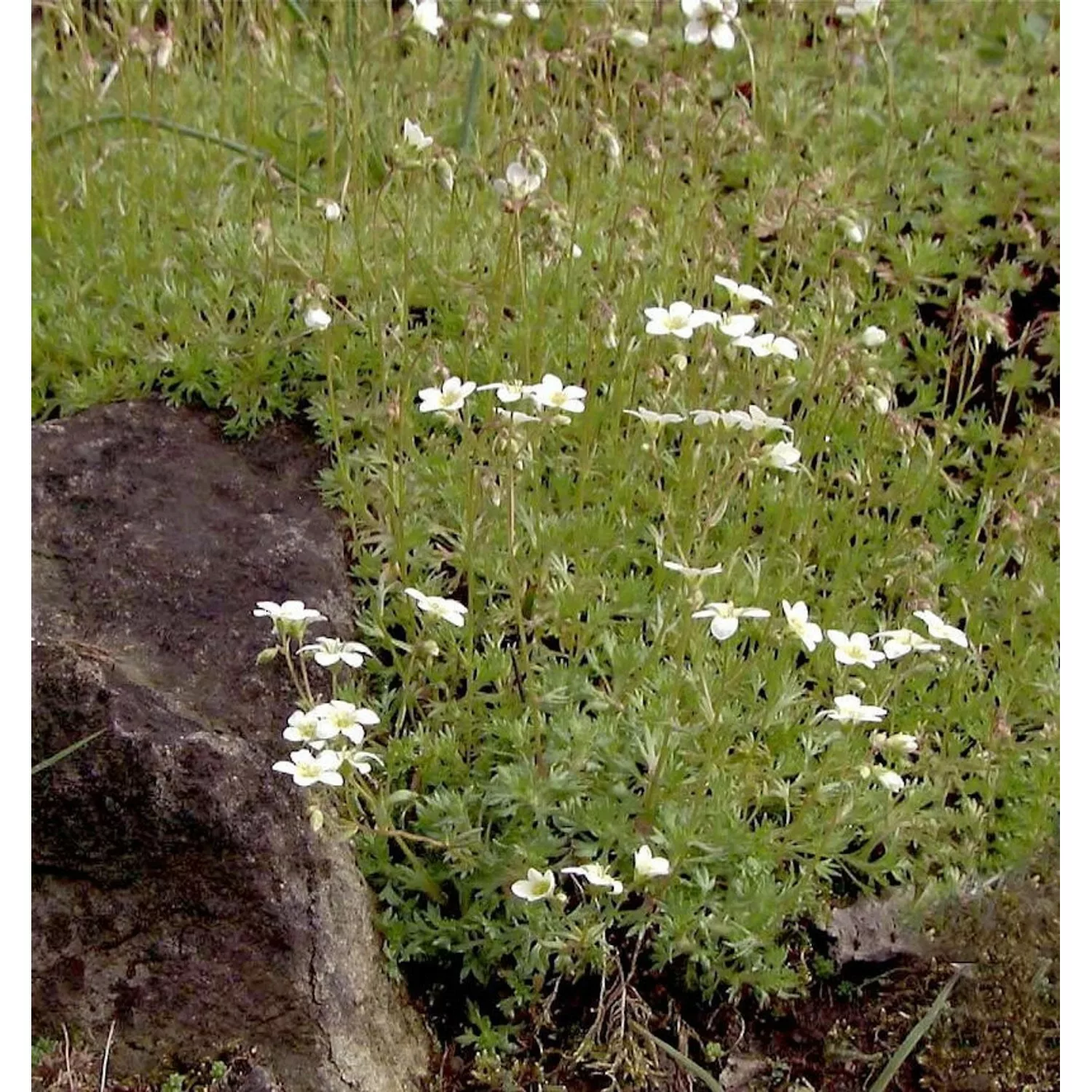 Teppich Steinbrech - Saxifraga hypnoides günstig online kaufen