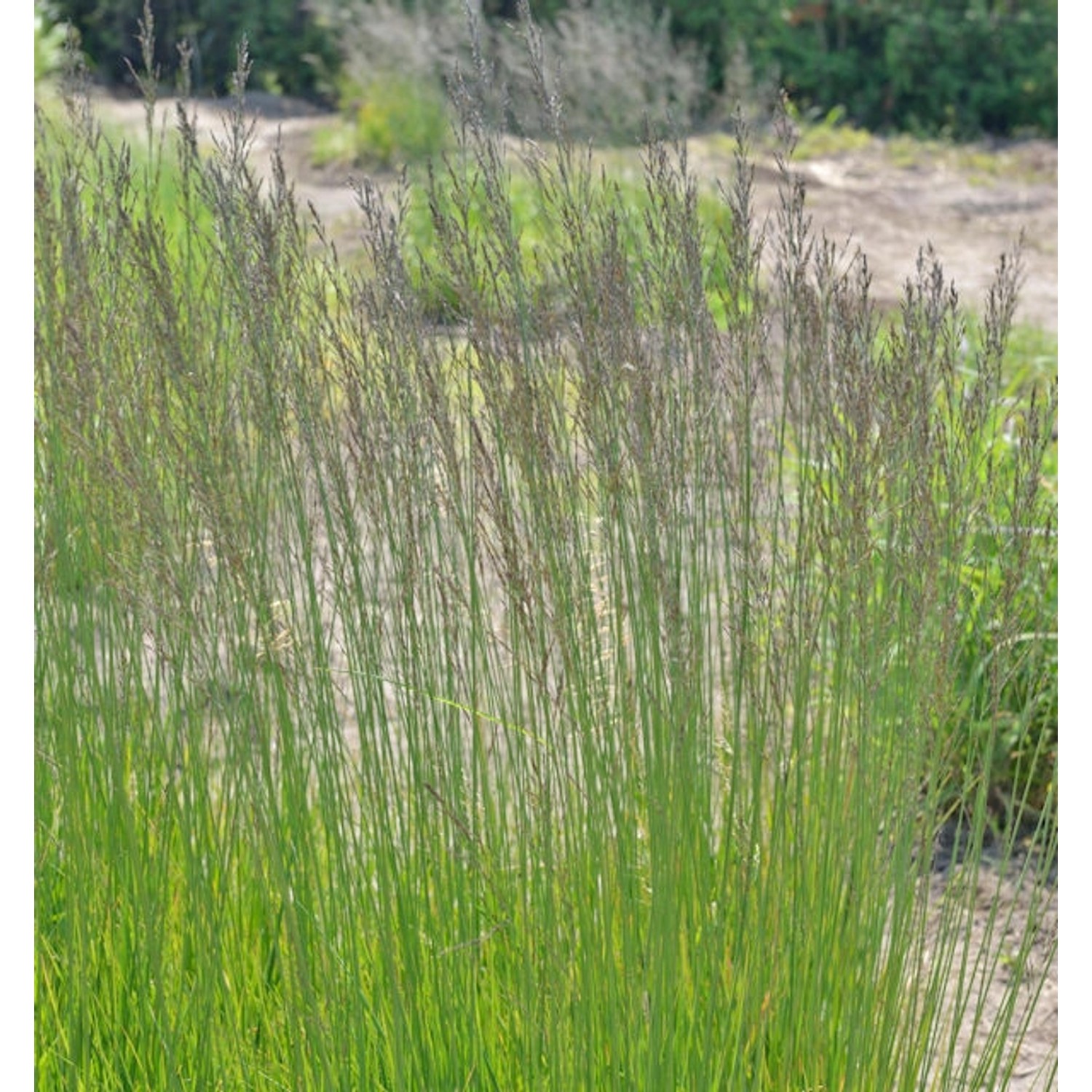 Riesen Pfeifengras Skyracer - großer Topf - Molinia arundinacea günstig online kaufen