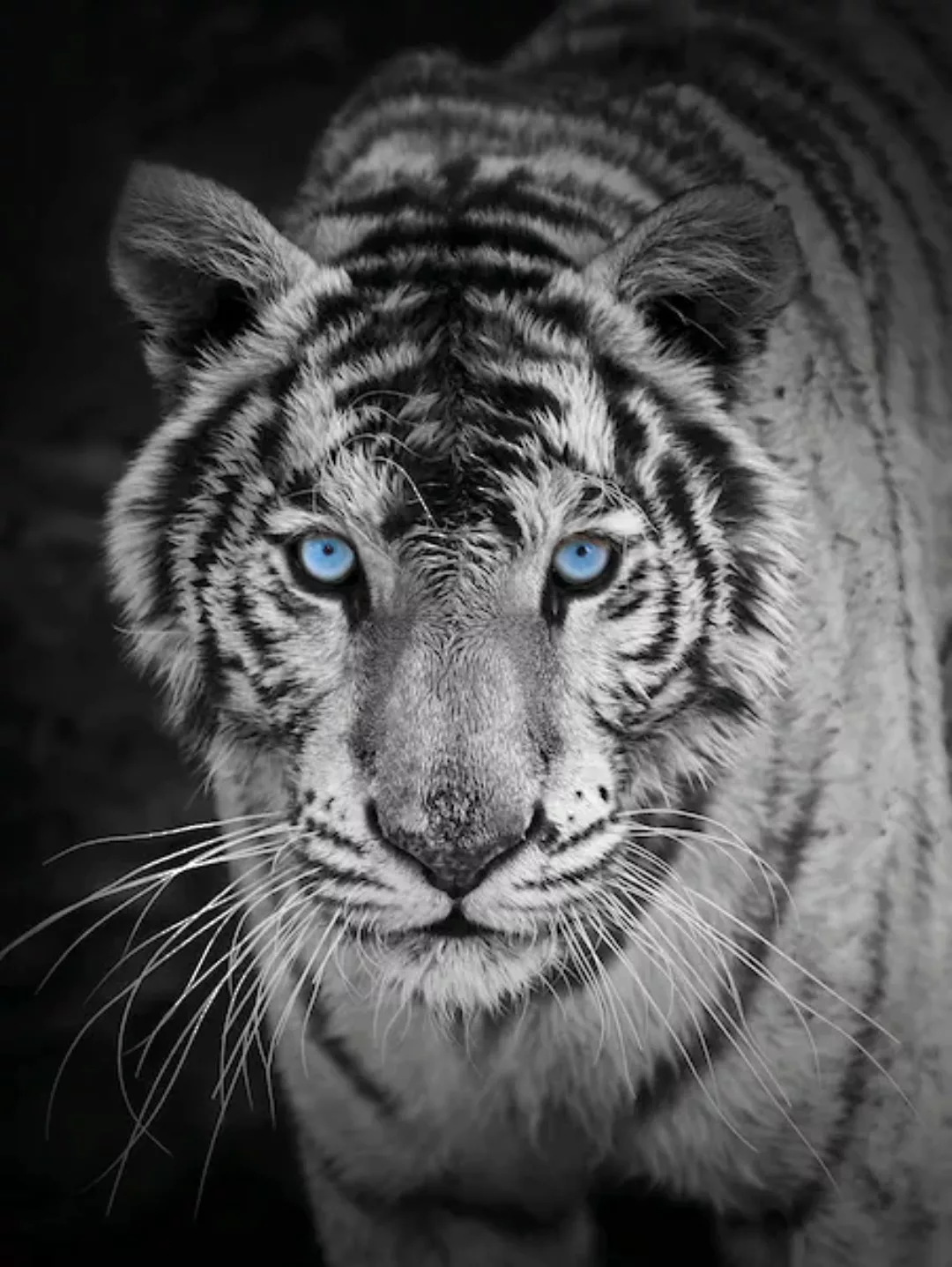 KiNZLER Wohndecke »Mikrofaser Fotodruck "Tiger"« günstig online kaufen
