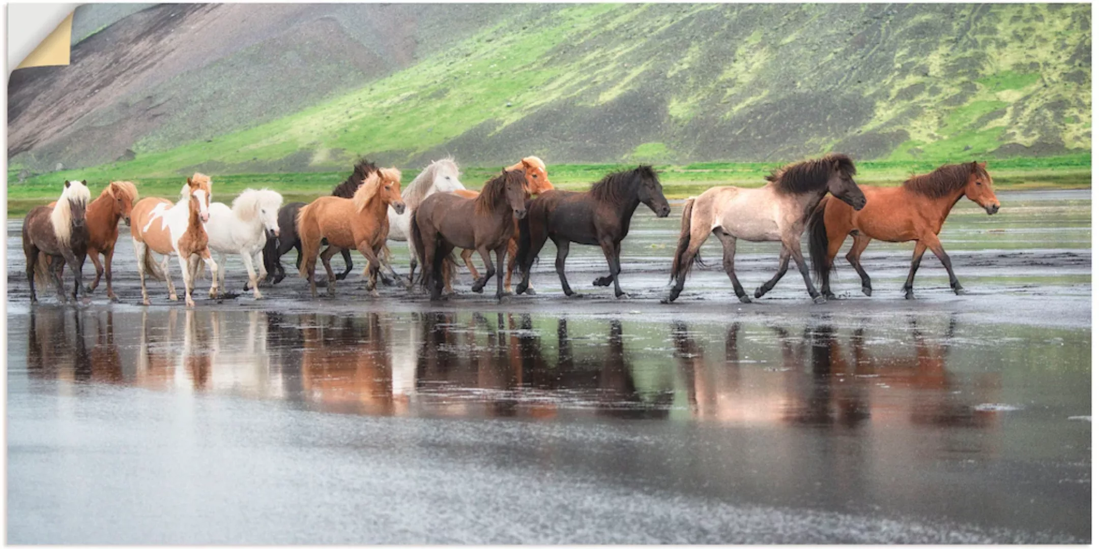 Artland Wandbild »Isländische Pferde XIV«, Haustiere, (1 St.) günstig online kaufen