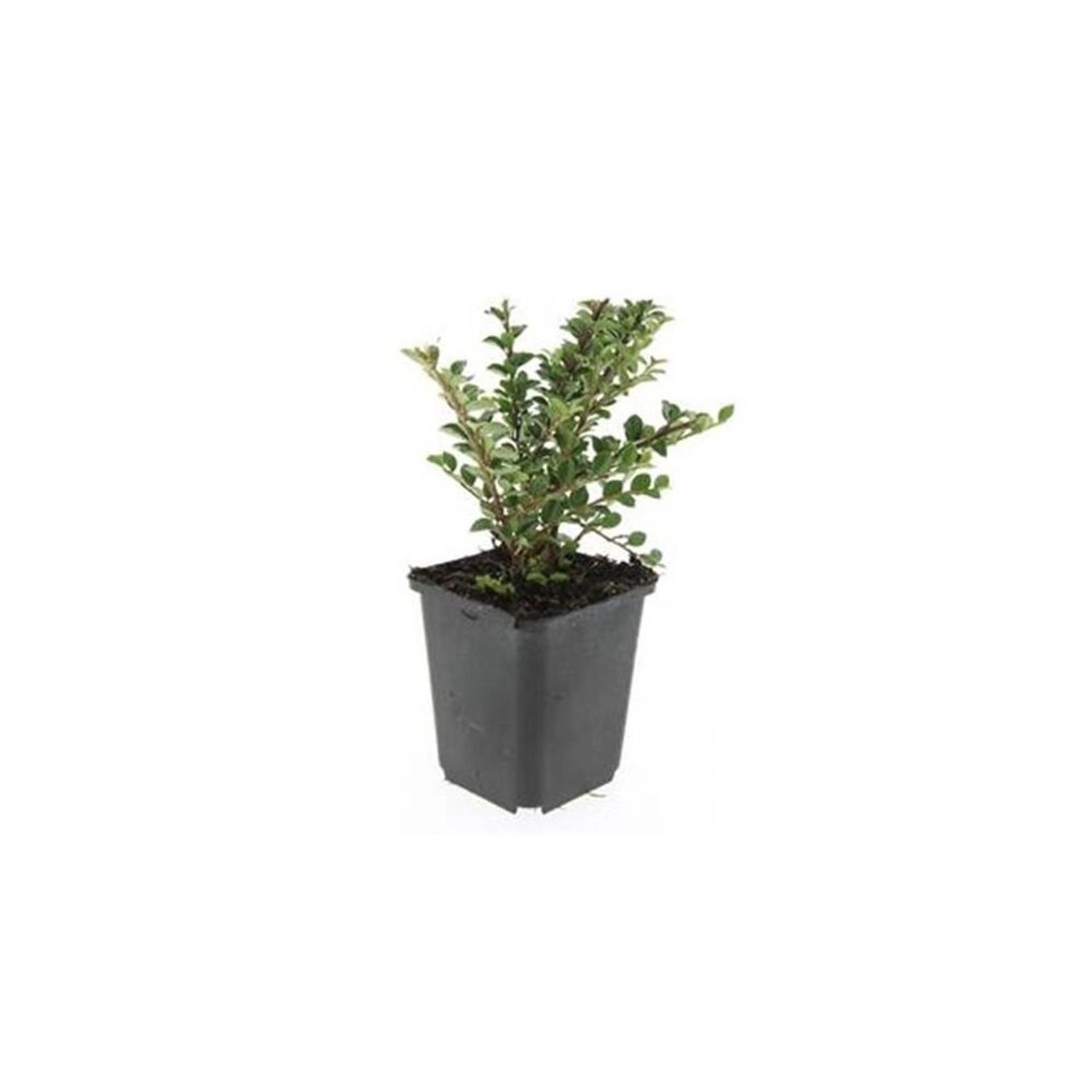Exotenherz Bodendecker Fächerzwergmispel Cotoneaster Horizontalis 9cm Topf günstig online kaufen