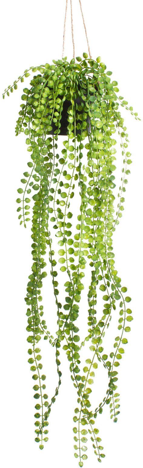 Botanic-Haus Künstliche Zimmerpflanze "Ficus-Pumila-Hängeampel" günstig online kaufen