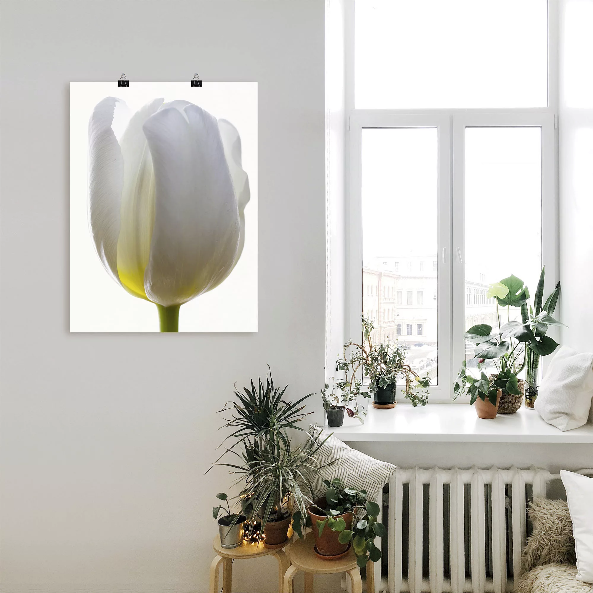 Artland Poster "Weiße Tulpe", Blumen, (1 St.), als Alubild, Leinwandbild, W günstig online kaufen