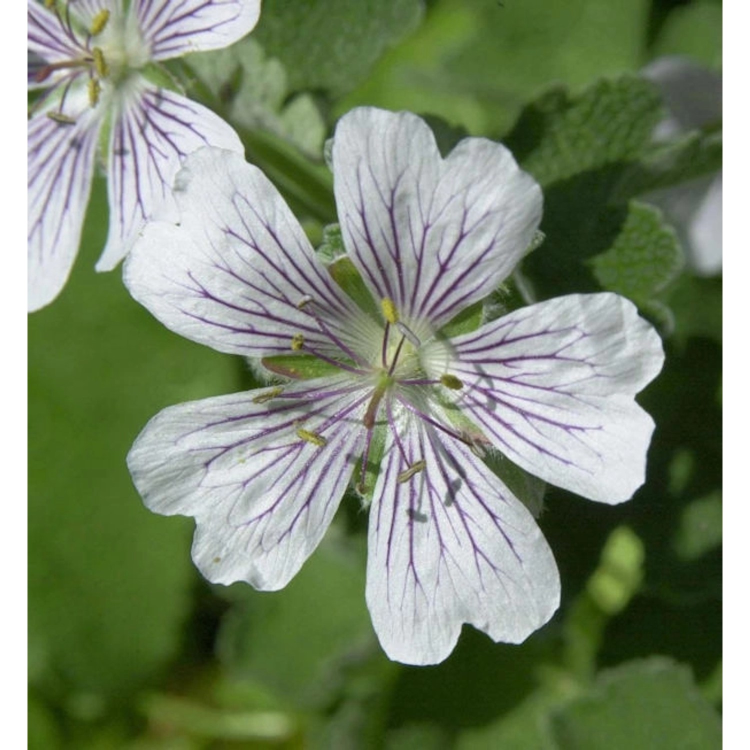 Kaukasus Storchschnabel - Geranium renardii günstig online kaufen